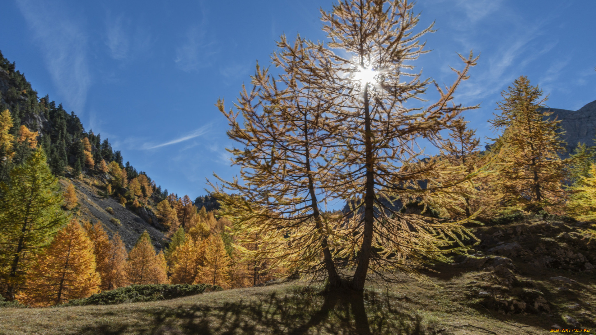 природа, деревья, простор