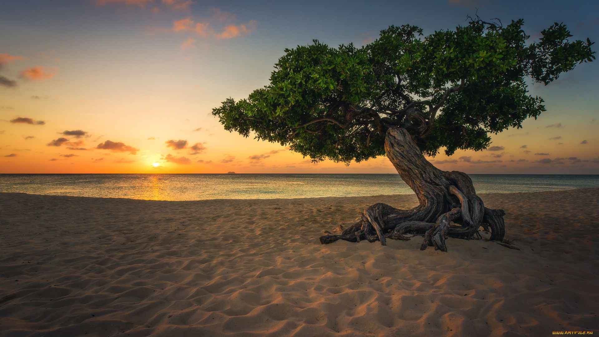 природа, деревья, простор