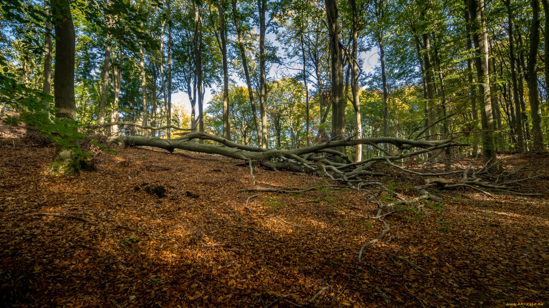 природа, лес, простор