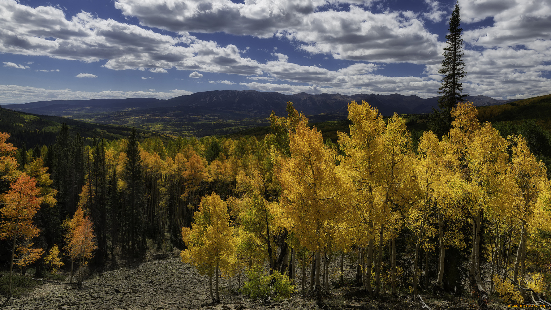 природа, лес, простор