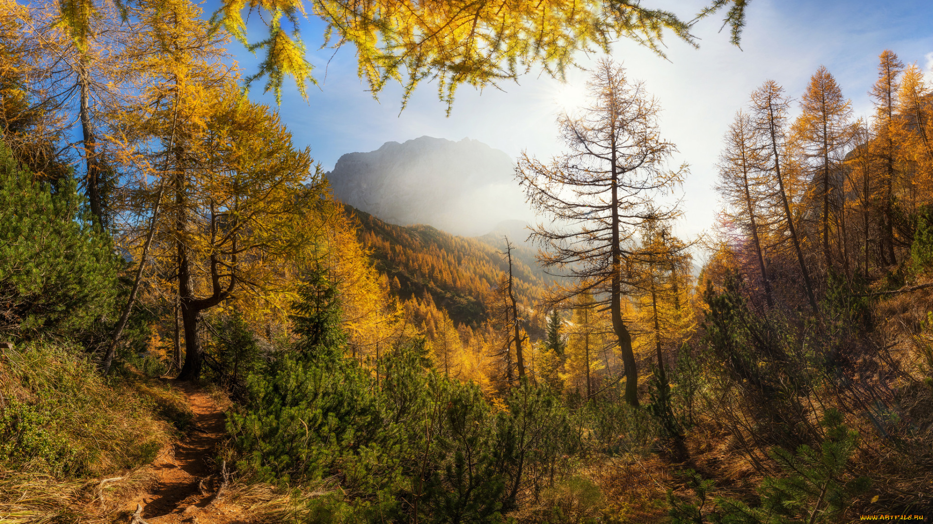 природа, лес, простор