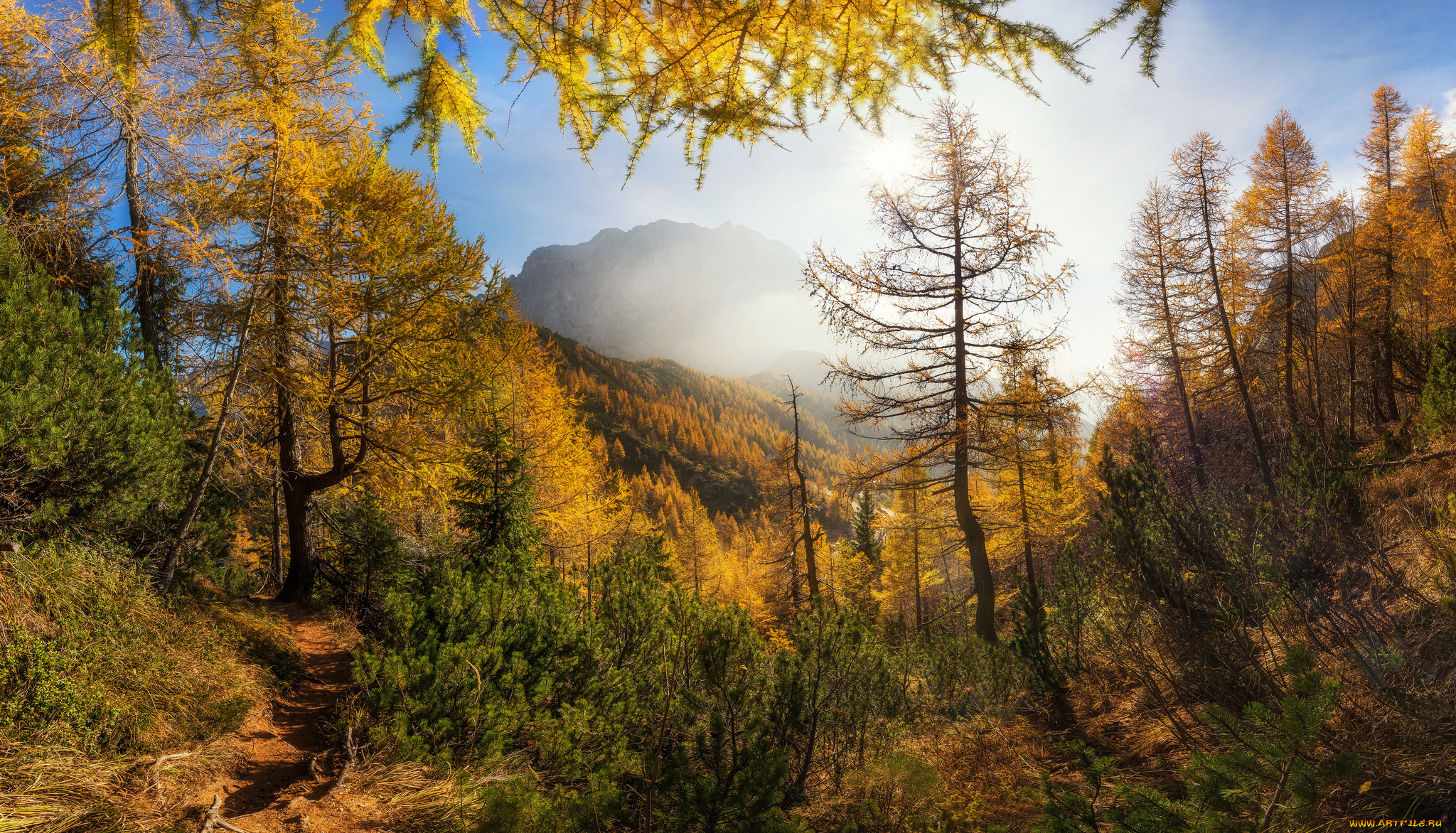 природа, лес, простор