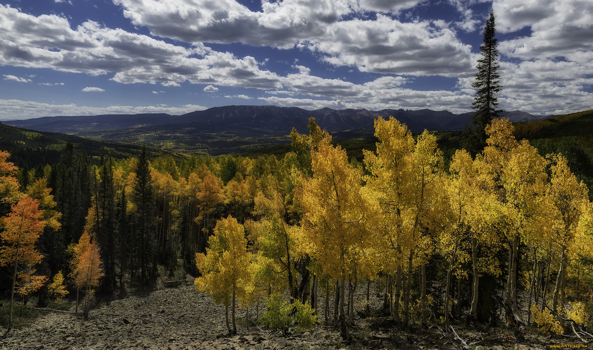 природа, лес, простор