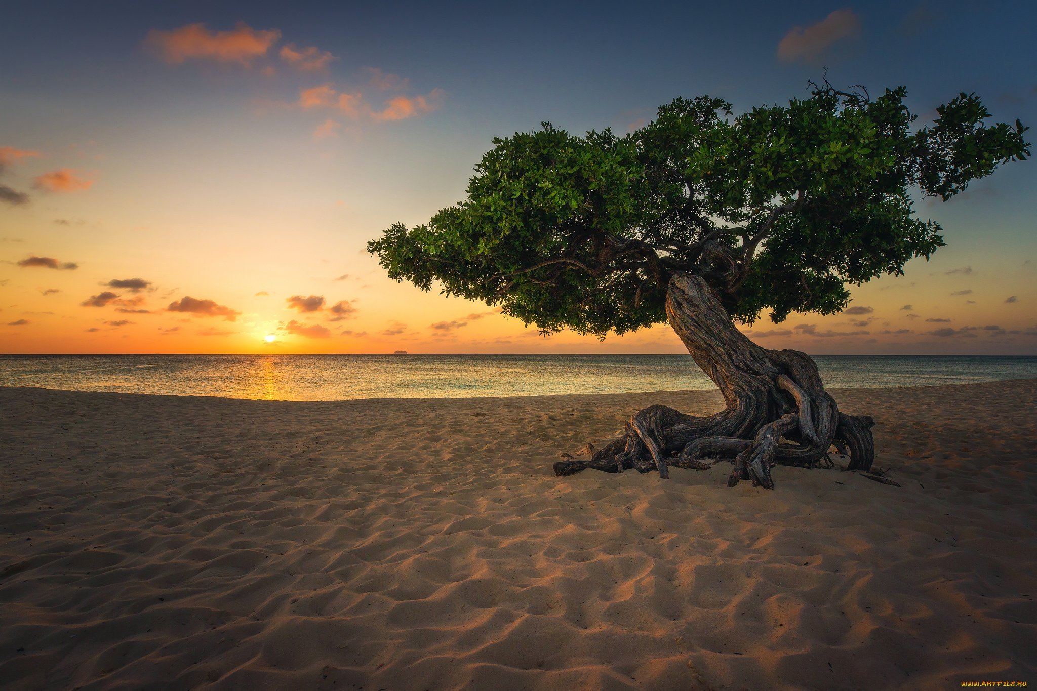 природа, деревья, простор