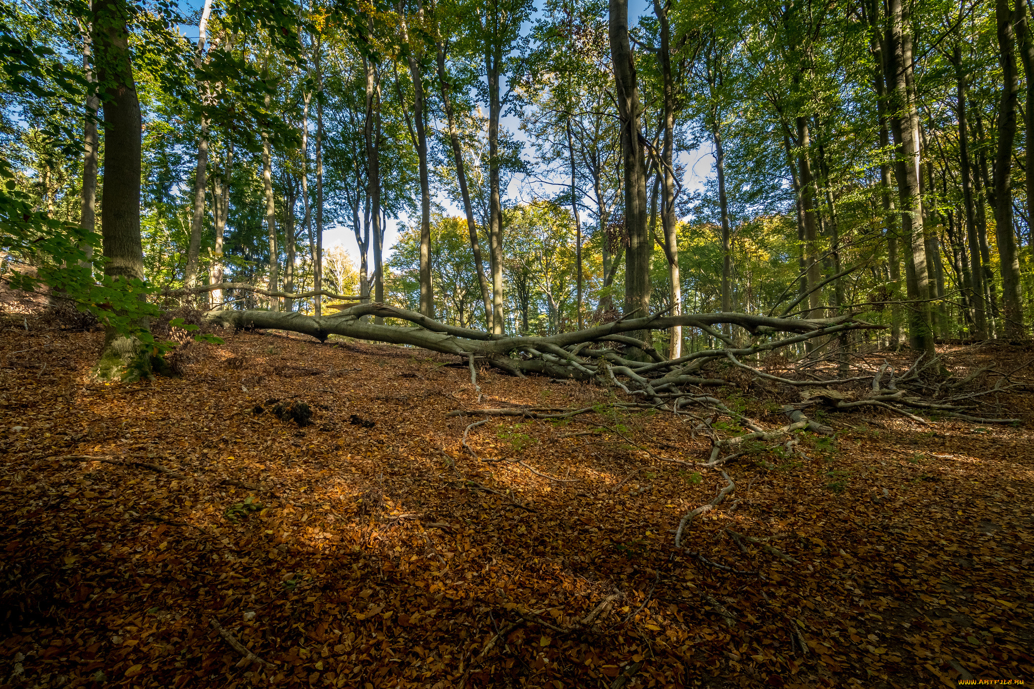 природа, лес, простор