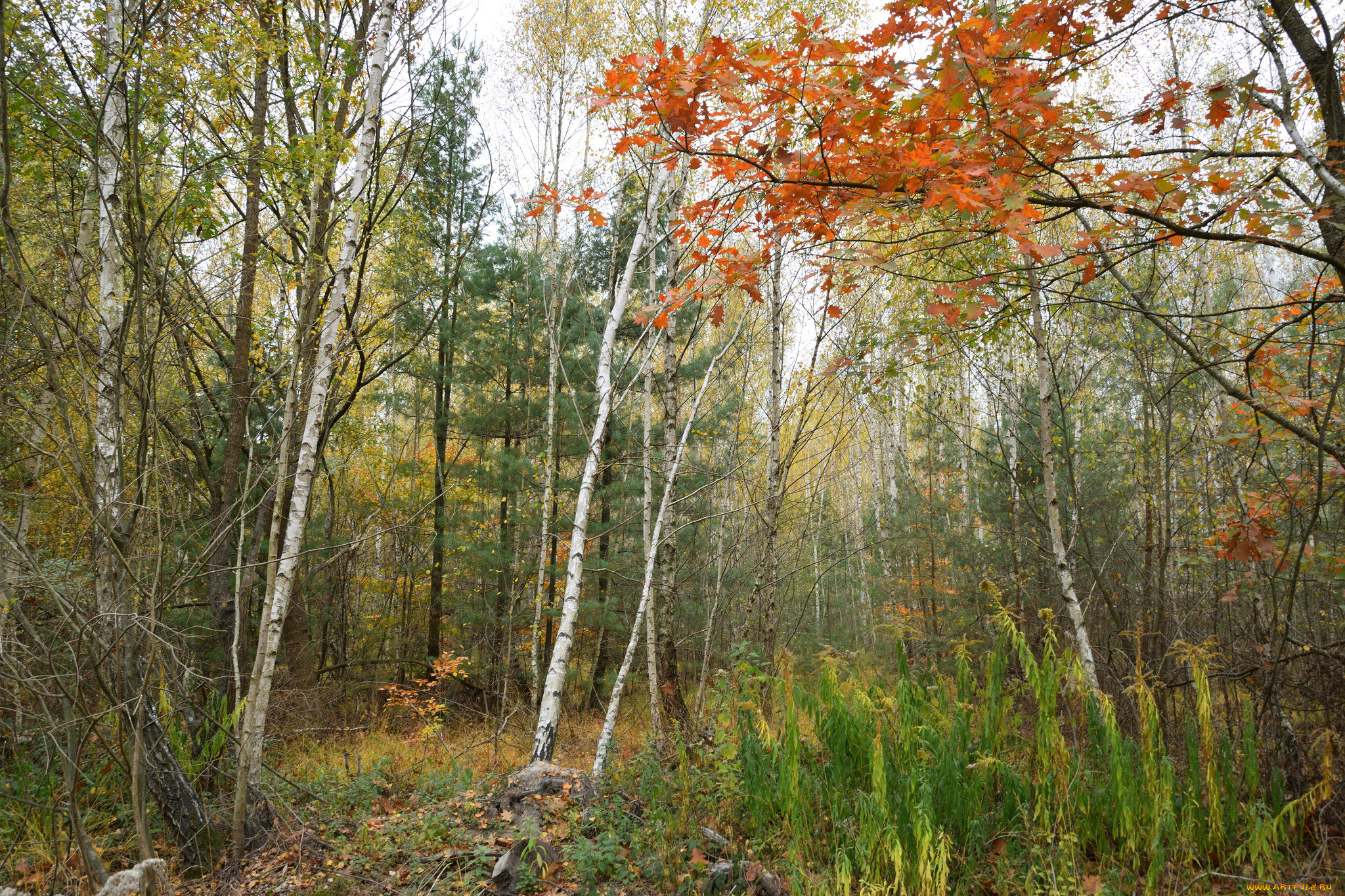 природа, лес, простор