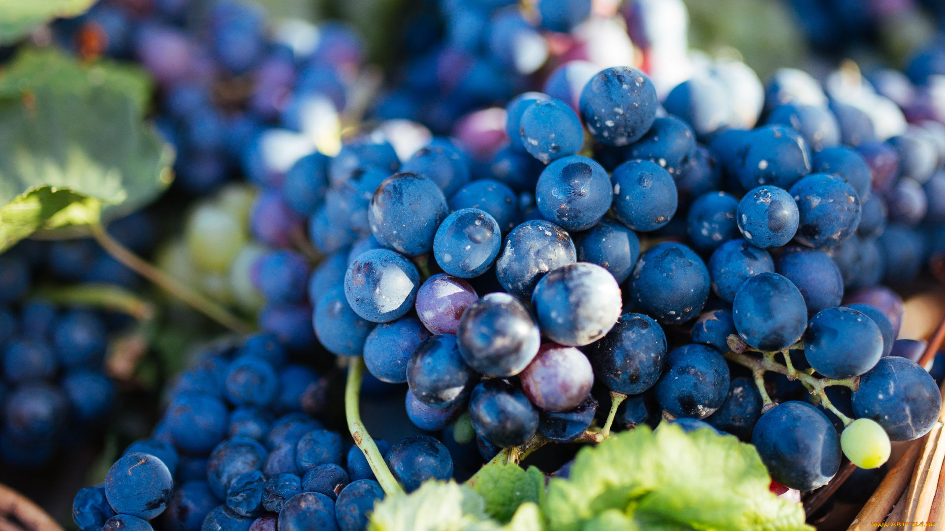 еда, виноград, ягоды, грозди