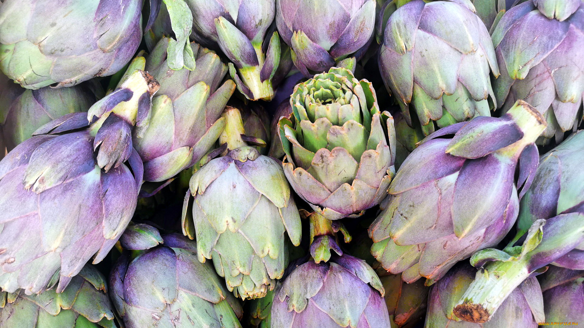 еда, артишок, экзотический, овощ