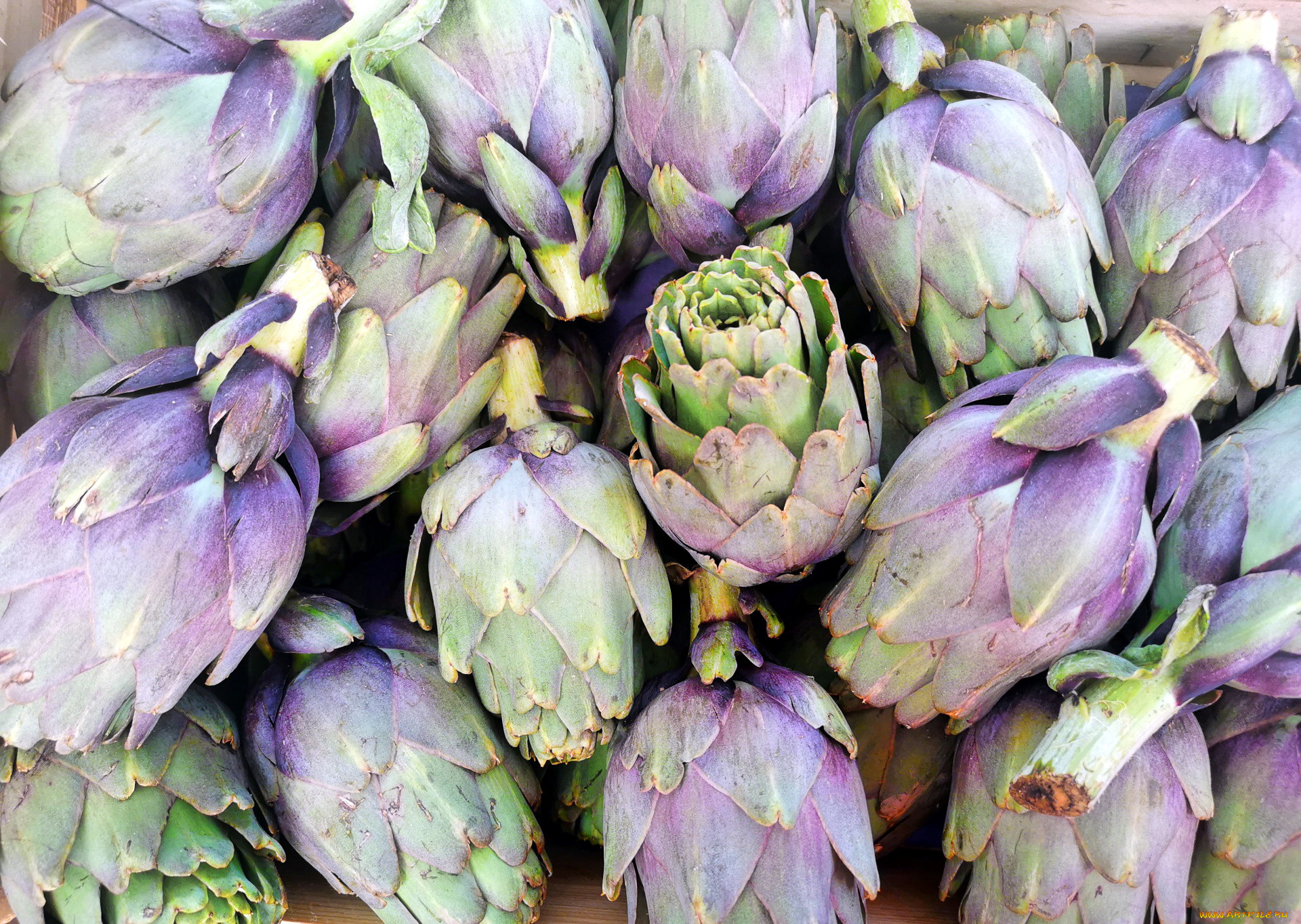 еда, артишок, экзотический, овощ