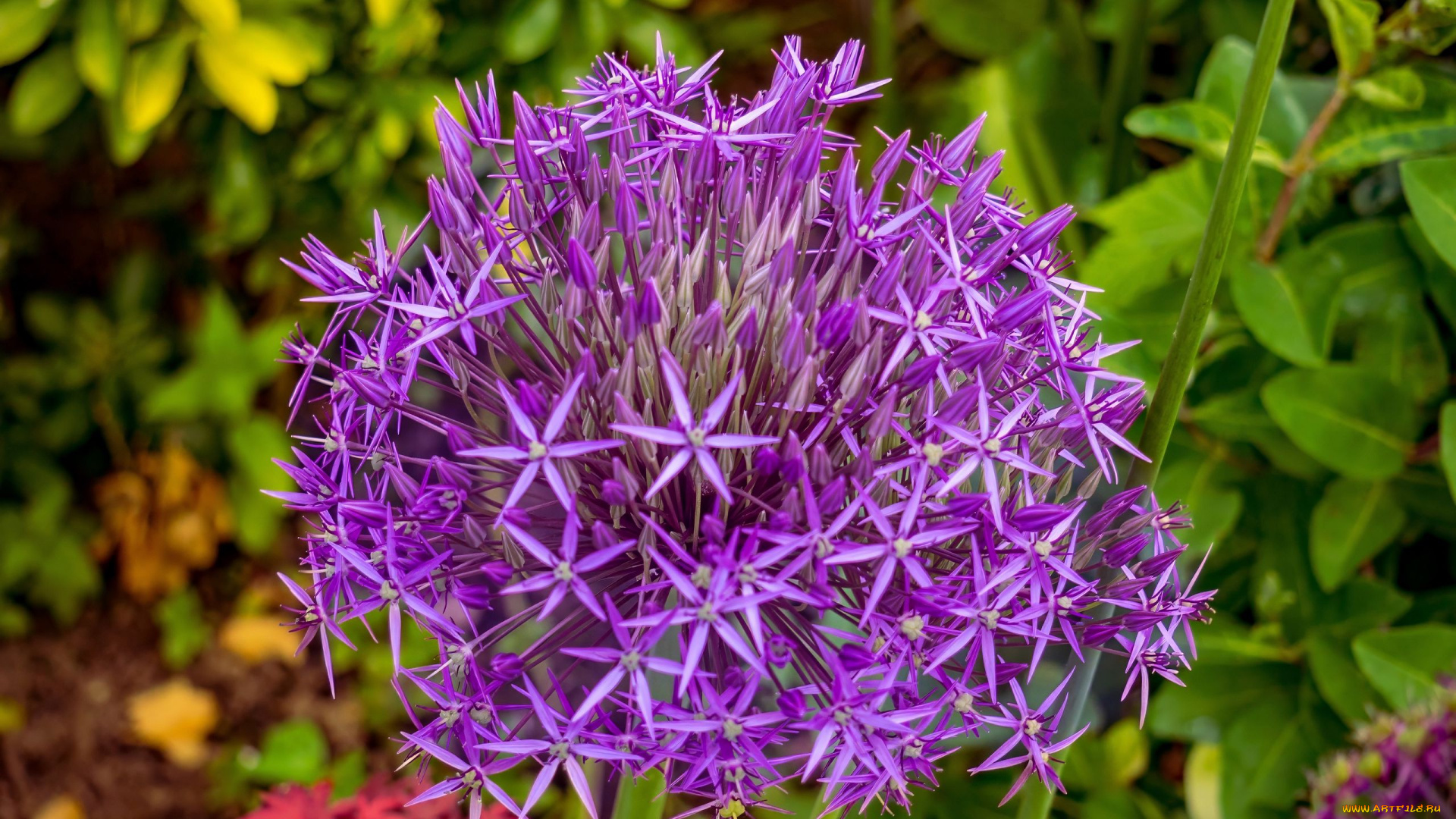 цветы, аллиум, , декоративный, лук, лиловый, алиум, макро