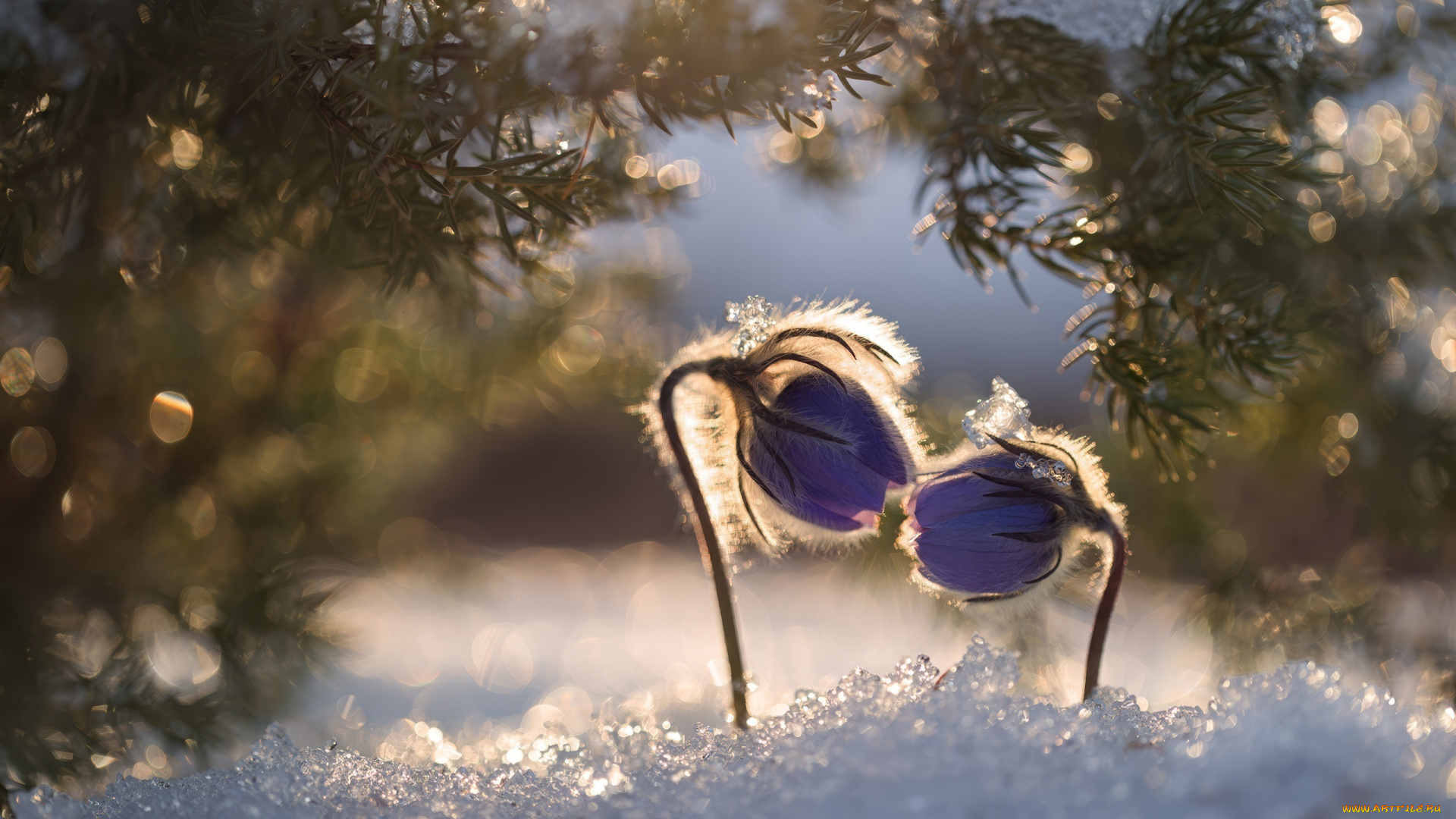 цветы, анемоны, , сон-трава