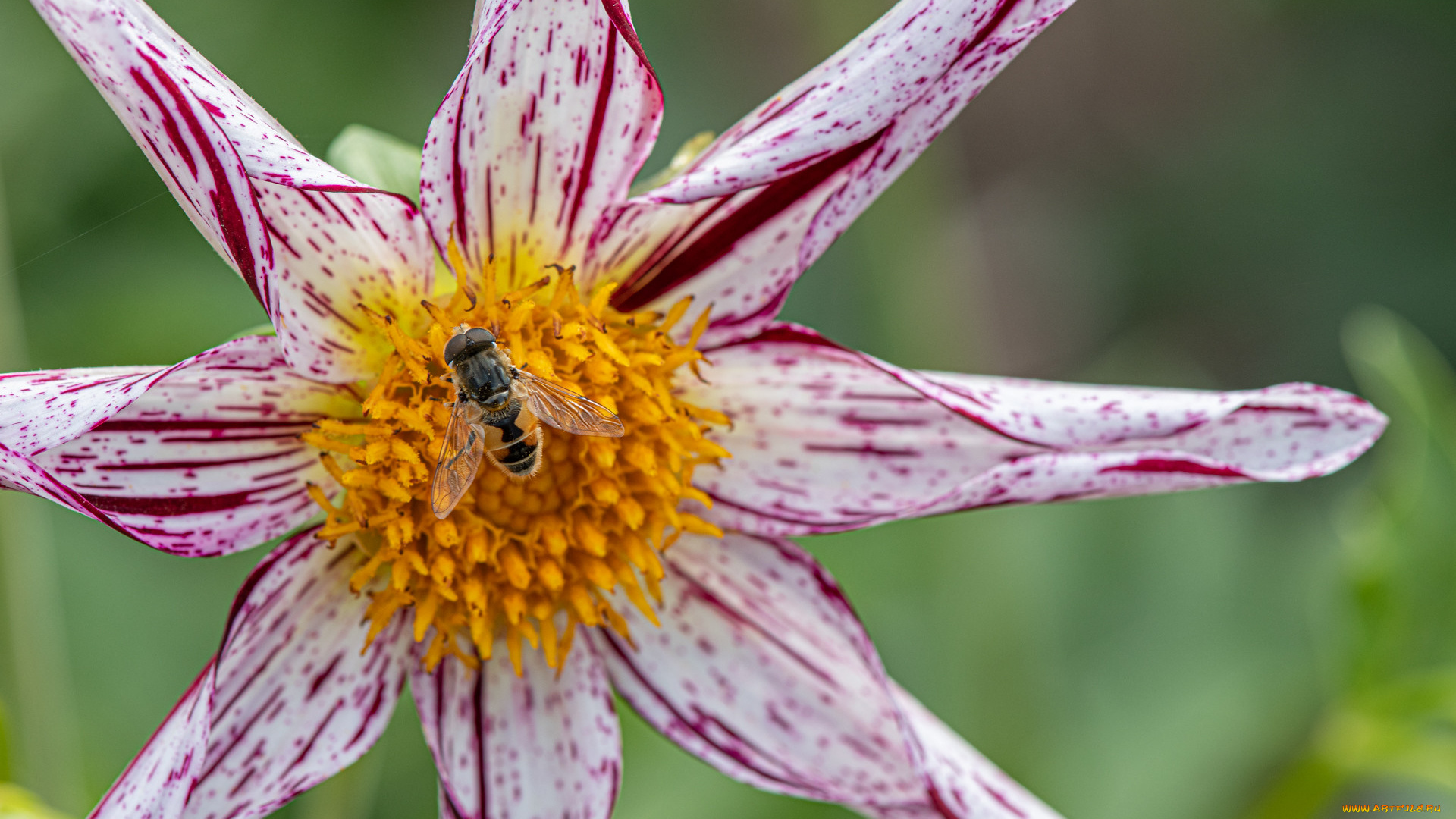цветы, георгины, цветок