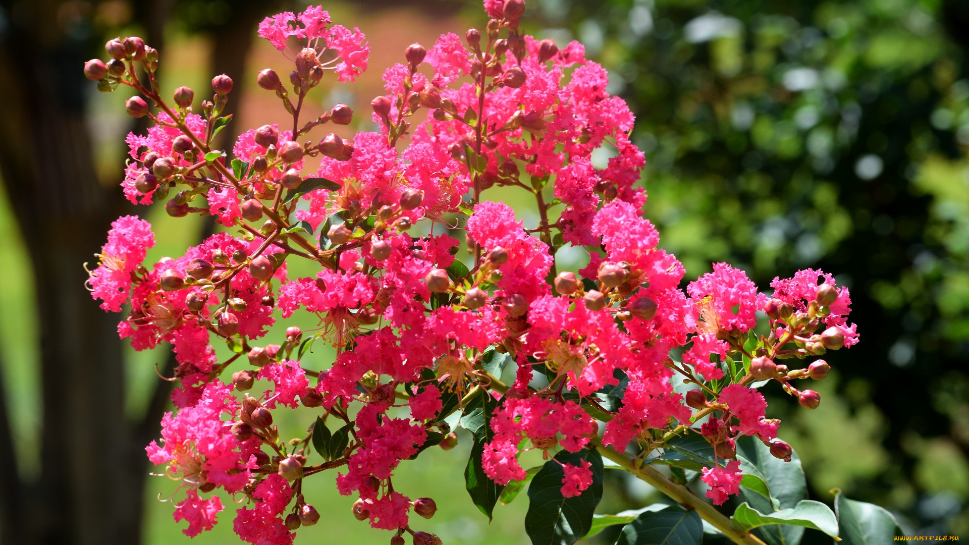 цветы, лагерстрёмия, , индийская, сирень, розовая, лагерстремия, ветка