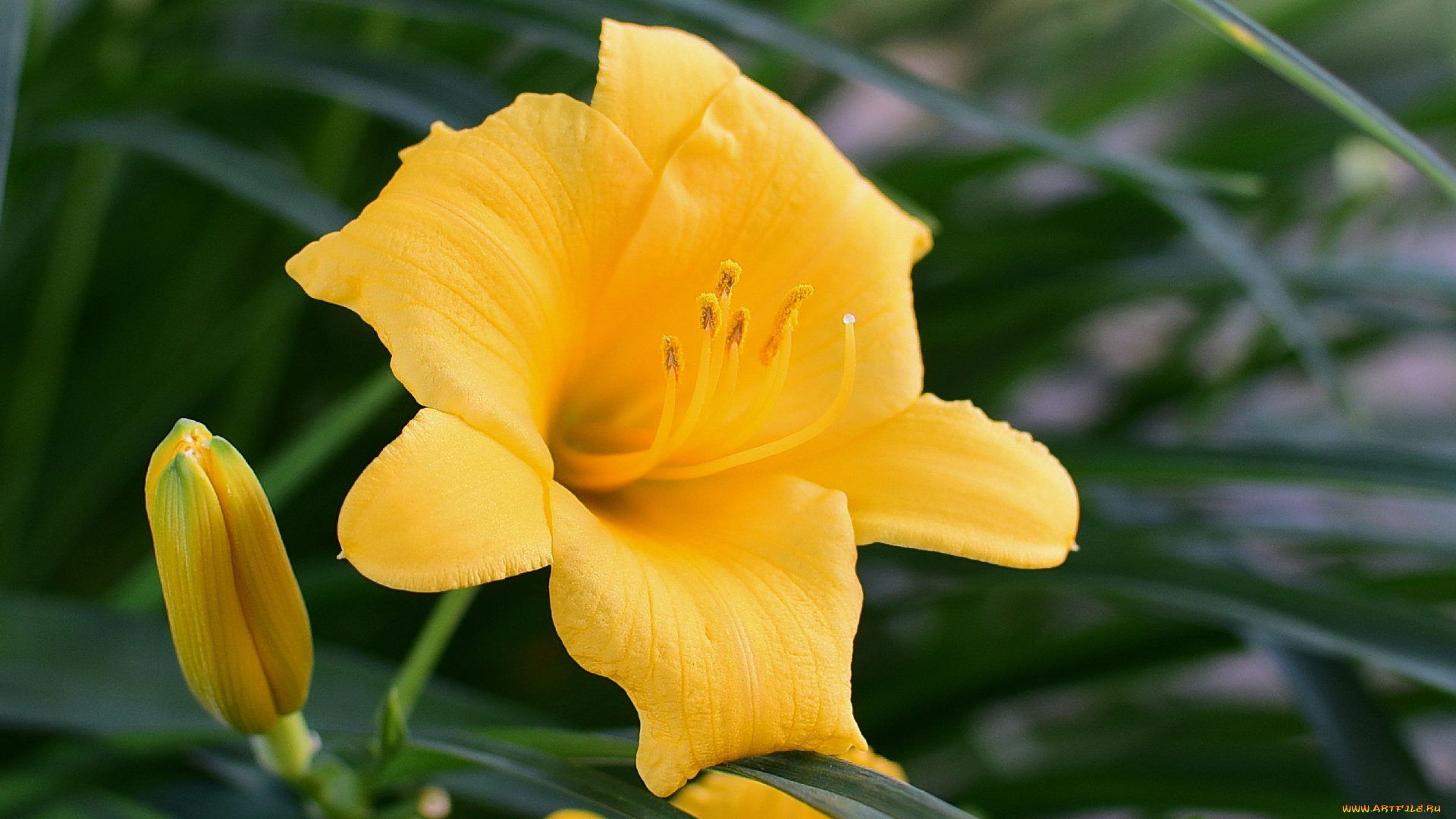 цветы, лилии, , лилейники, желтый, лилейник, макро