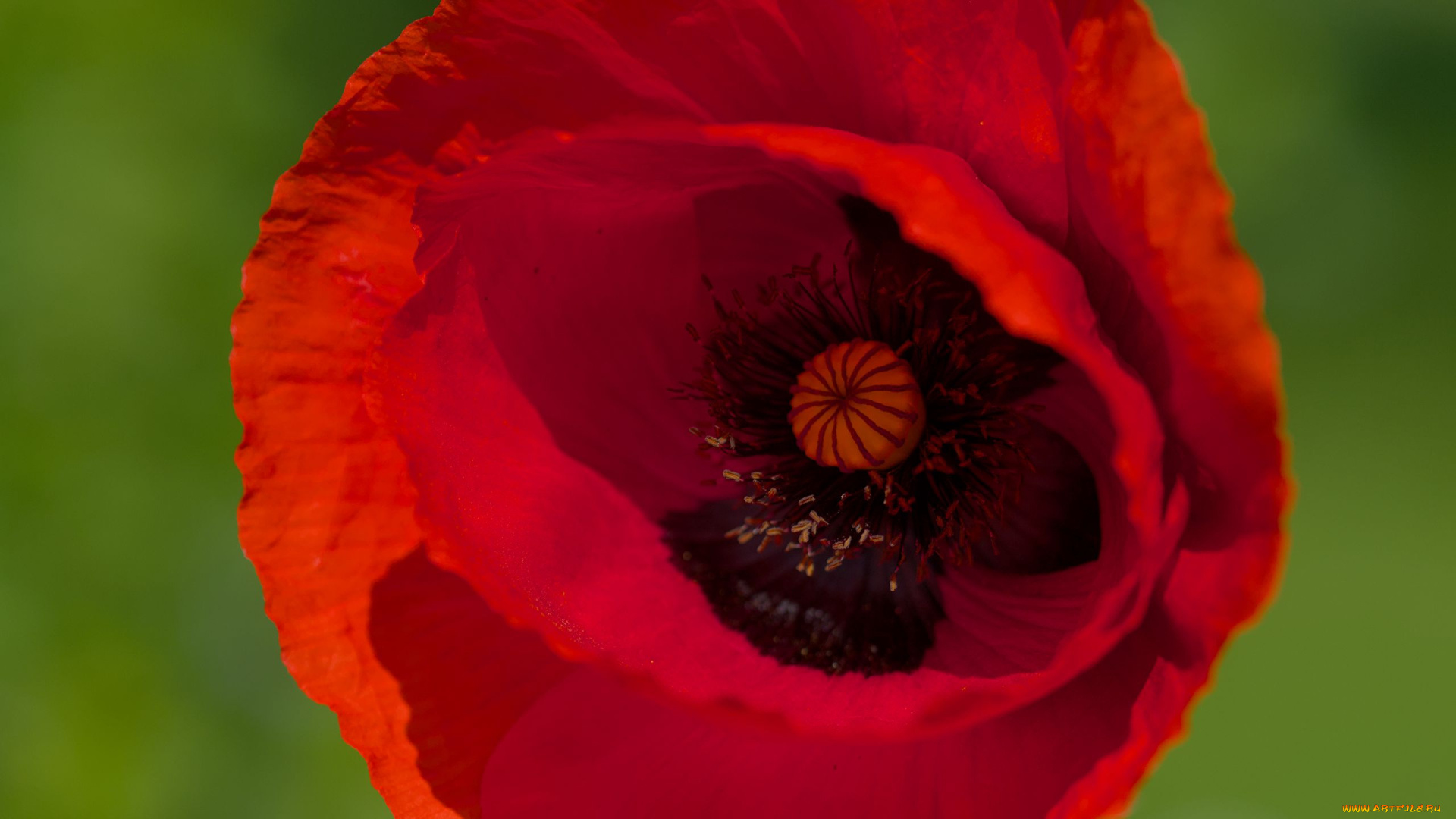 цветы, маки, алый, мак, макро