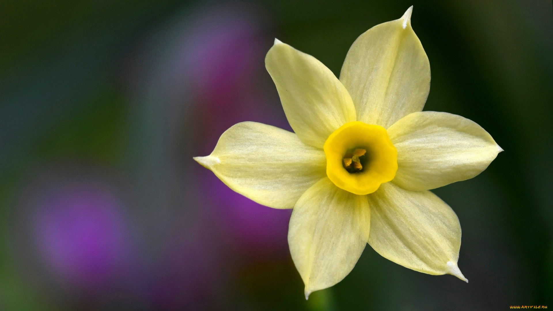 цветы, нарциссы, желтый, нарцисс, макро