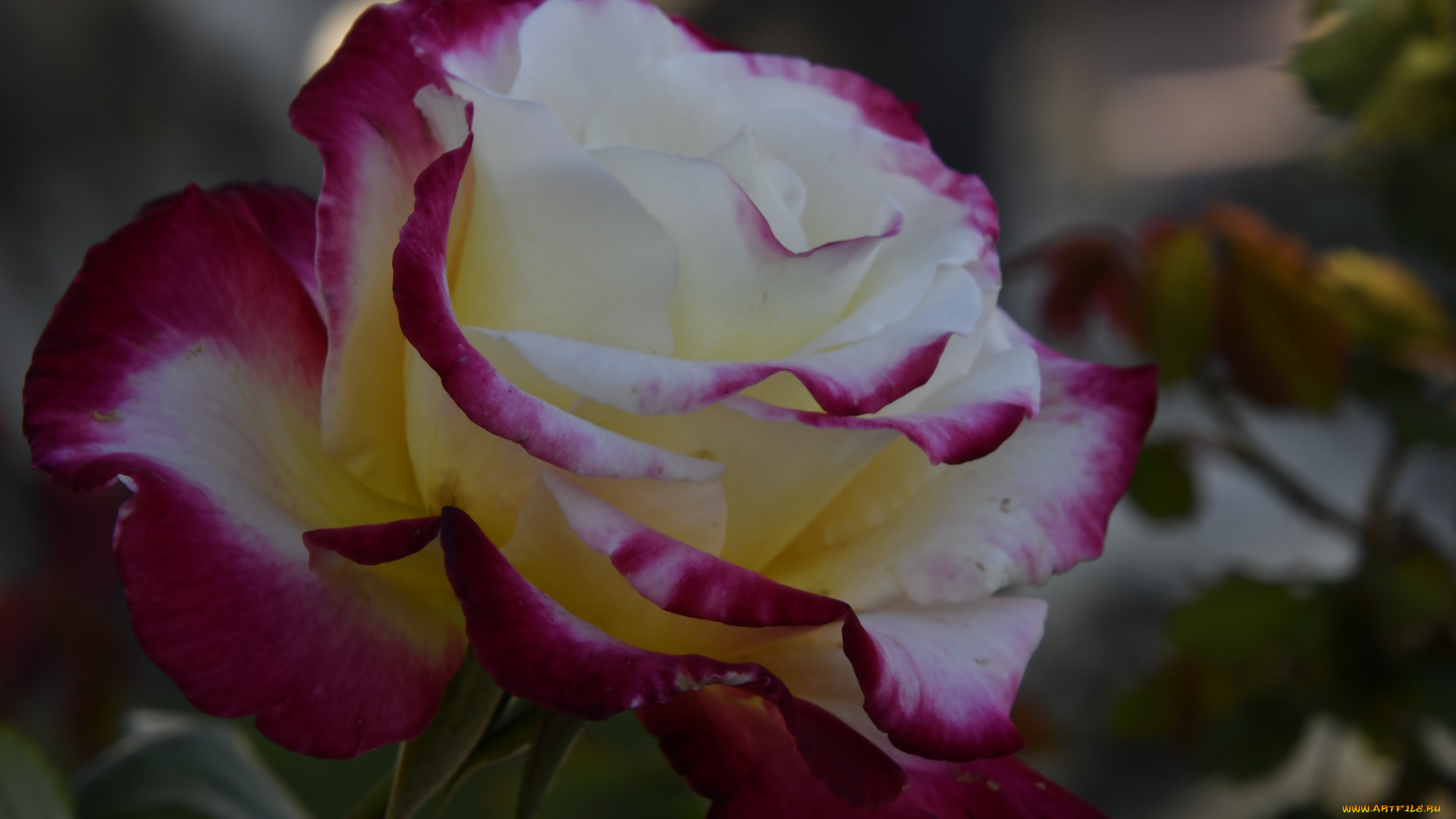 цветы, розы, двухцветная, роза, макро