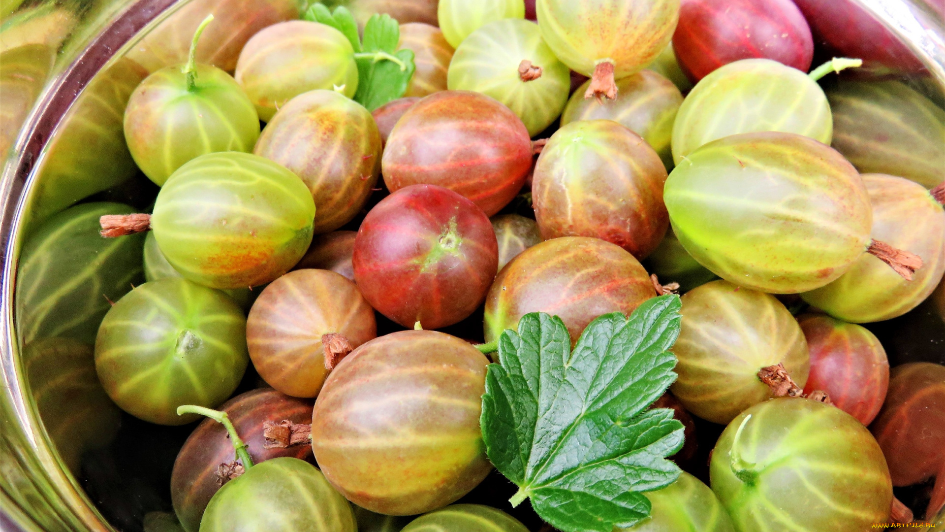 еда, крыжовник, ягоды, спелый, макро