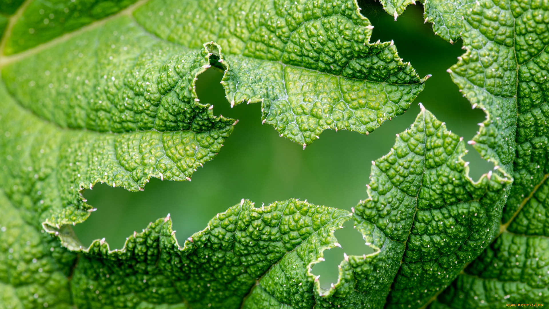 природа, листья