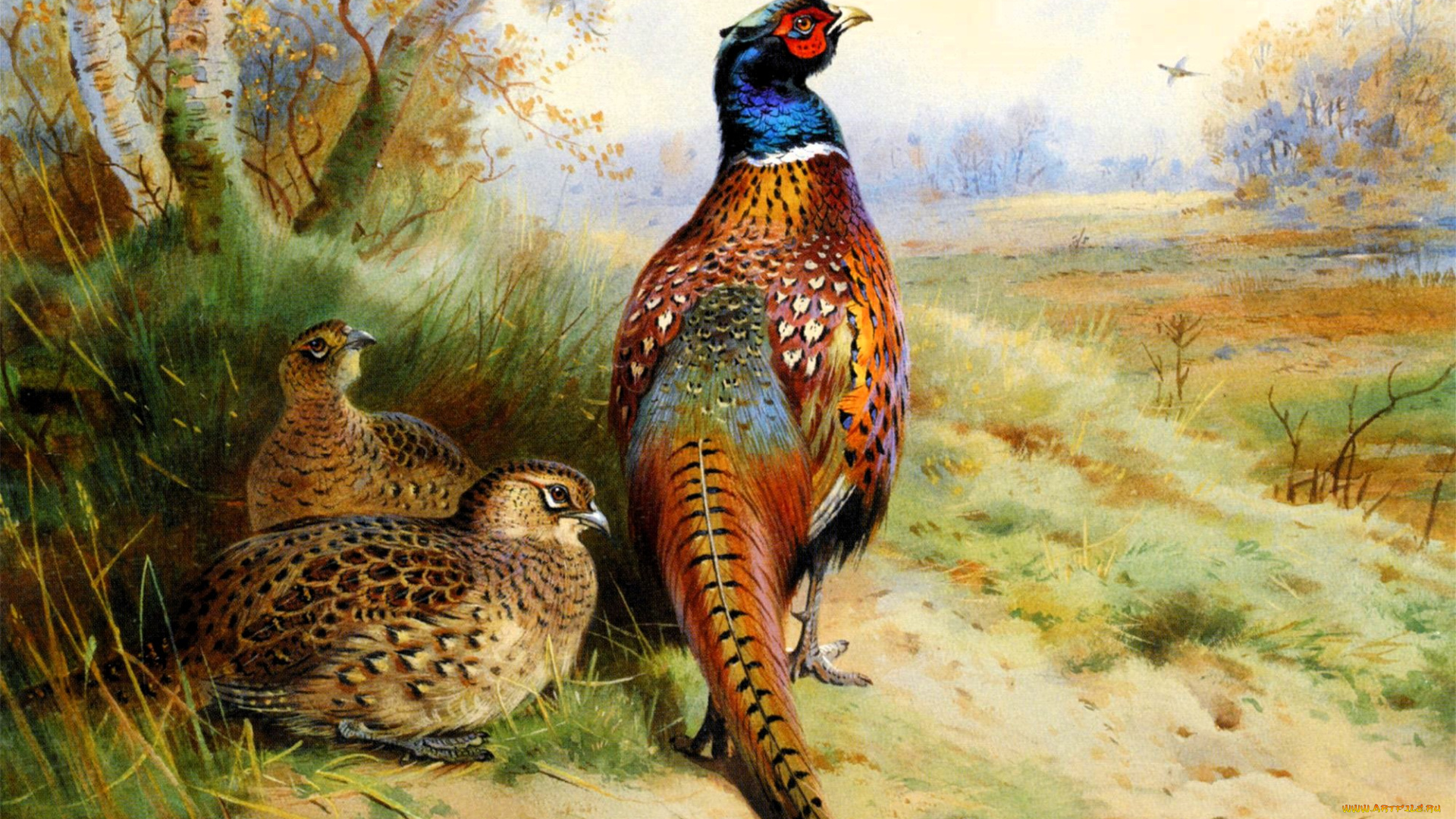 рисованное, archibald, thorburn, фазаны, кусты, деревья, лес, листья, поле, осень