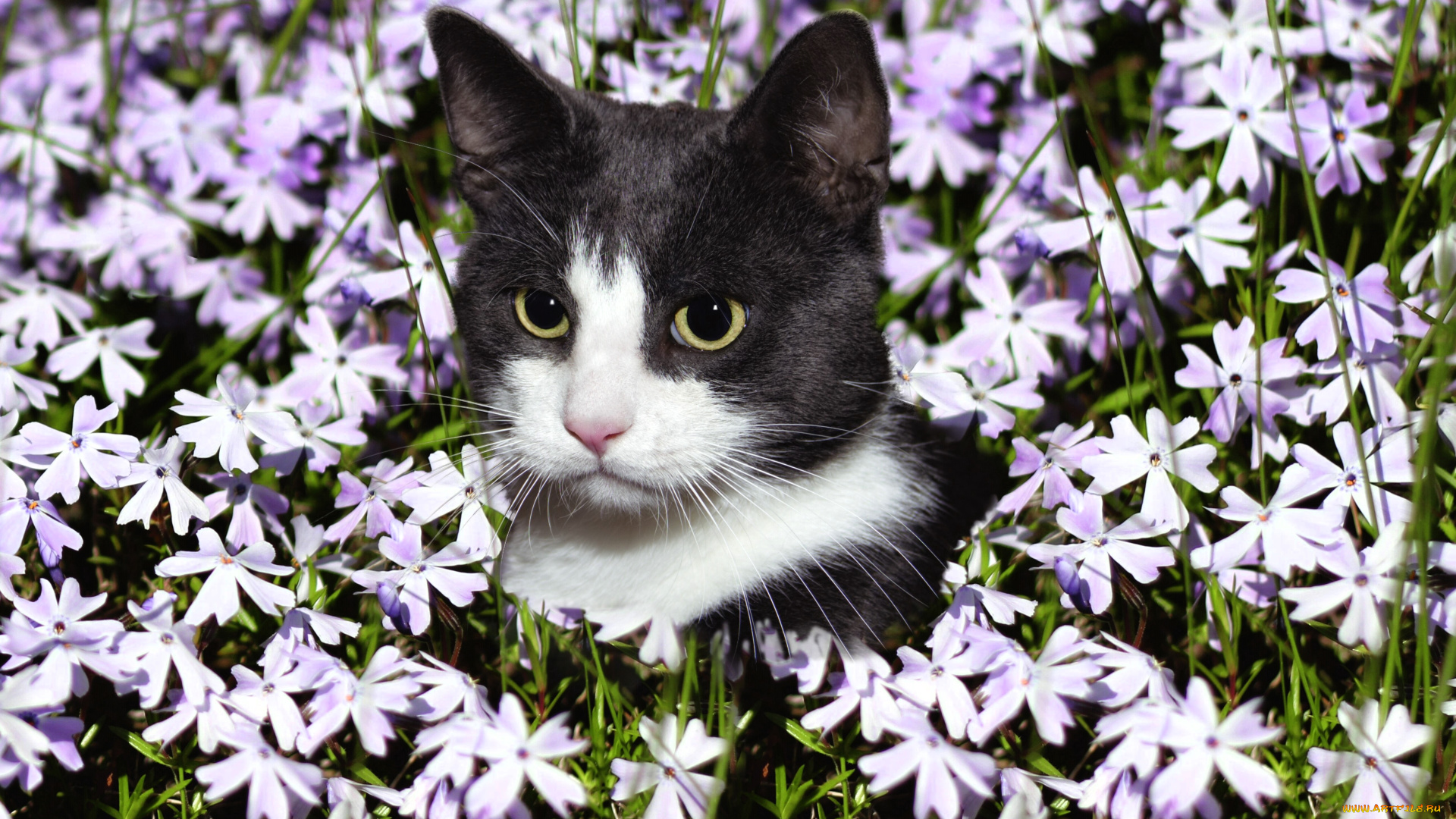 животные, коты, кот, голова, цветы