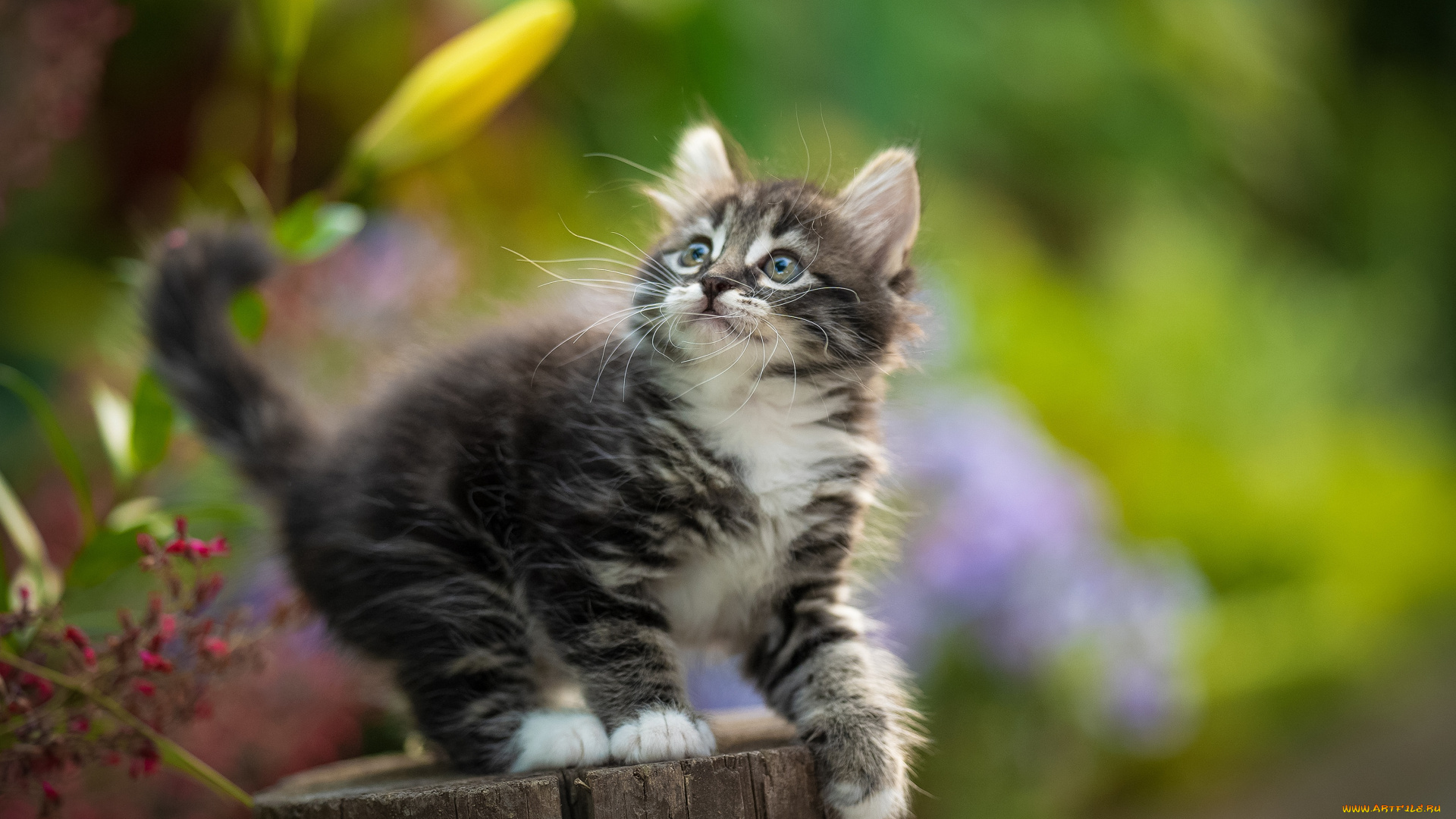 животные, коты, кот, кошка, котёнок