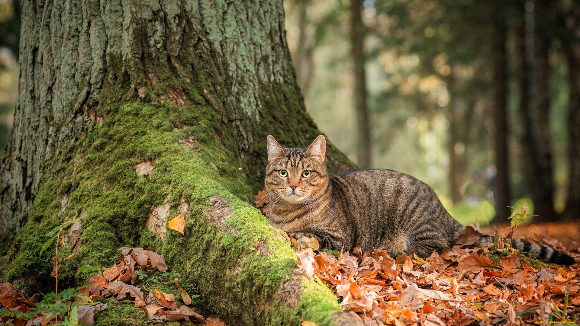 животные, коты, кот, листья, деревья, осень, мох, лес