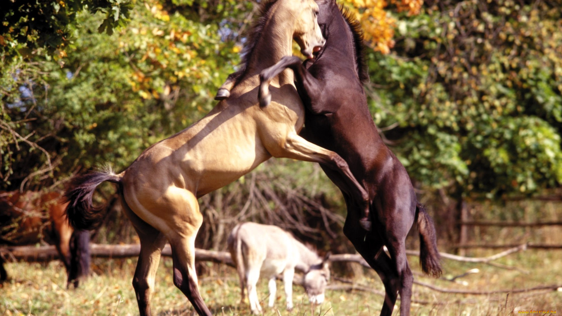 животные, лошади, жеребцы, драка, дыбы, загон, деревья