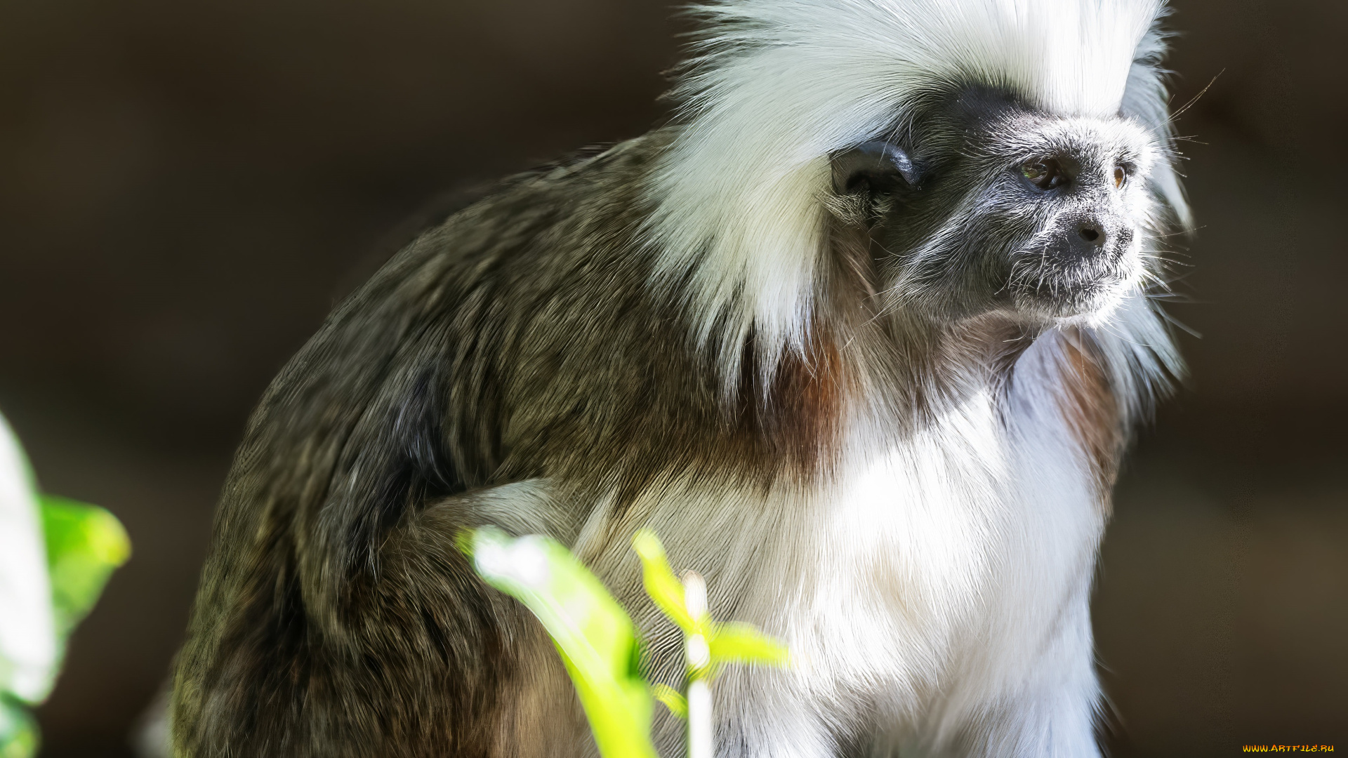 животные, обезьяны, эдипов, тамарин, saguinus, oedipus, краснорукий, пинче, обезьяна