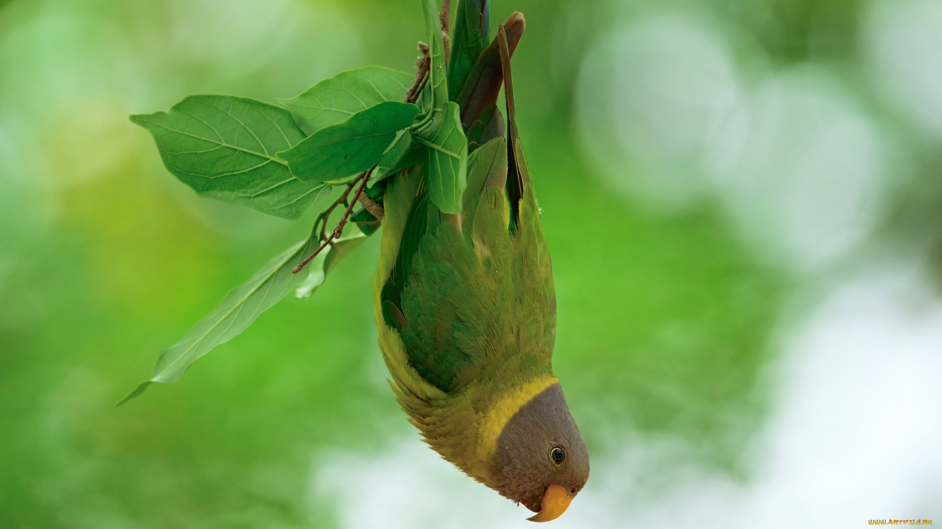 животные, попугаи, птица