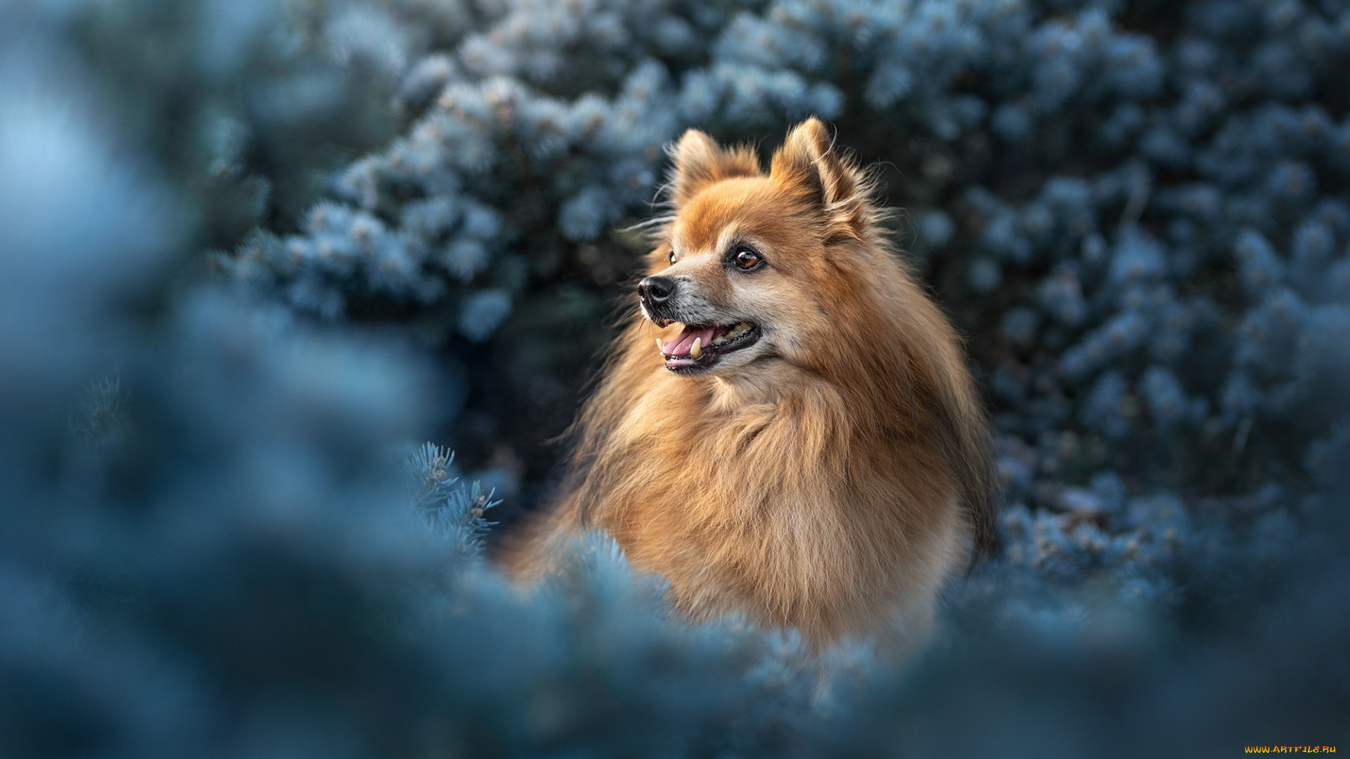 животные, собаки, собачка