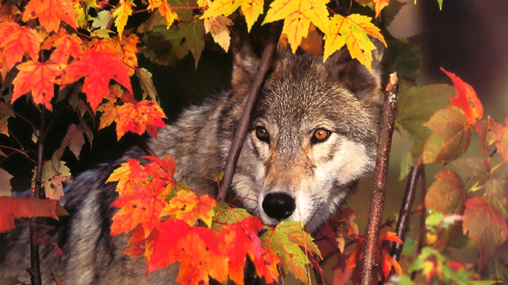 животные, волки, , койоты, , шакалы, волк, листья, осень, клен