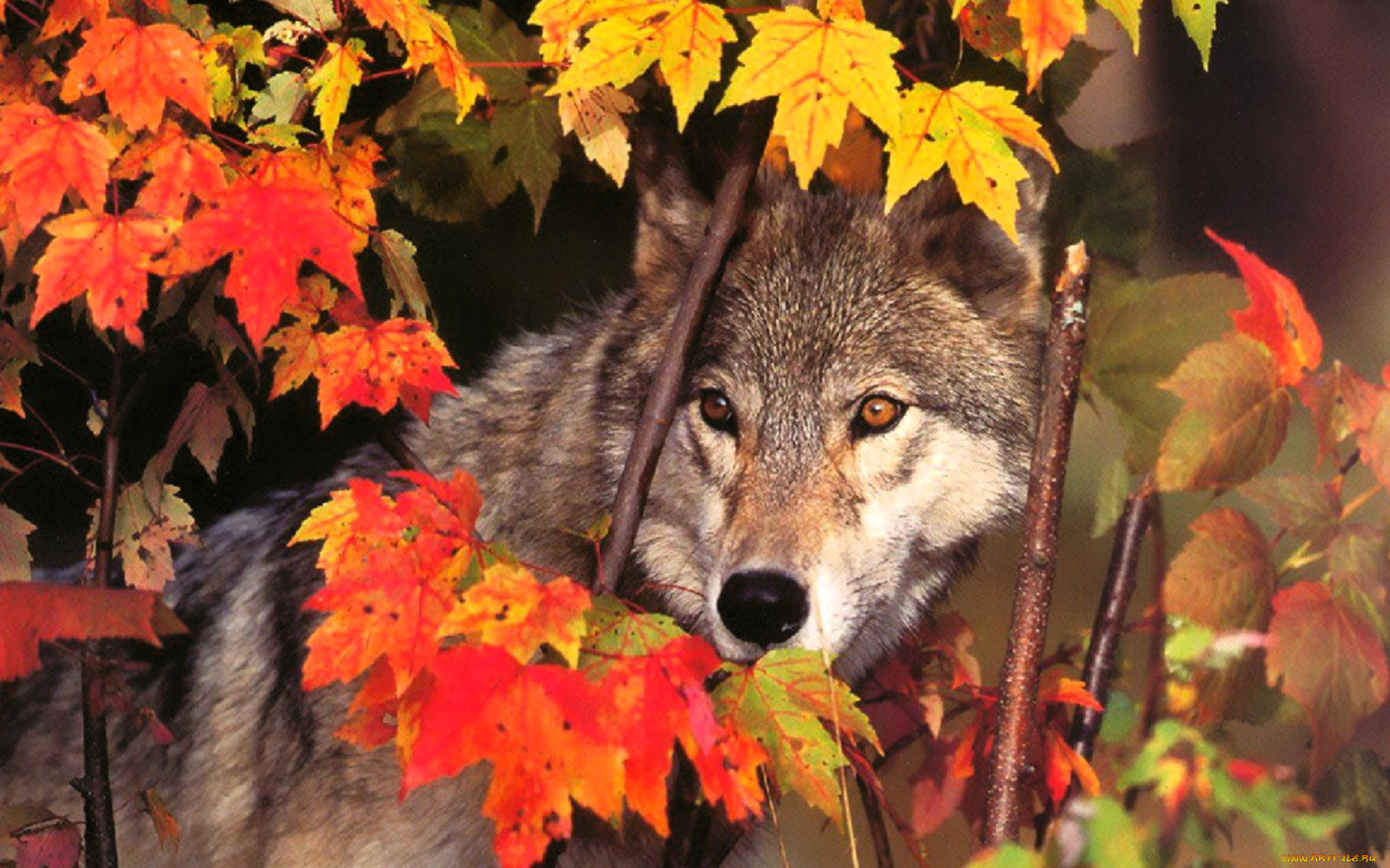 животные, волки, , койоты, , шакалы, волк, листья, осень, клен