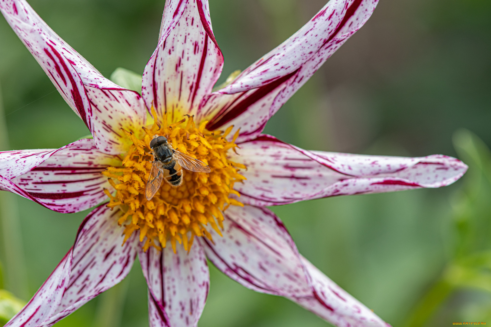 цветы, георгины, цветок