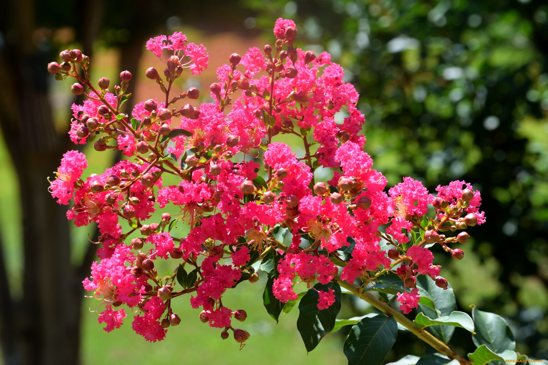 цветы, лагерстрёмия, , индийская, сирень, розовая, лагерстремия, ветка