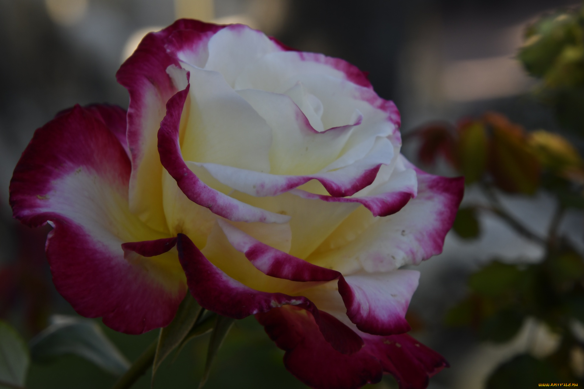 цветы, розы, двухцветная, роза, макро