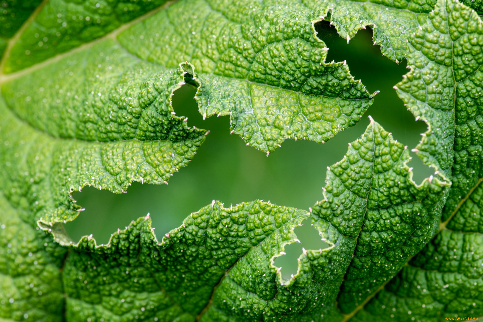 природа, листья