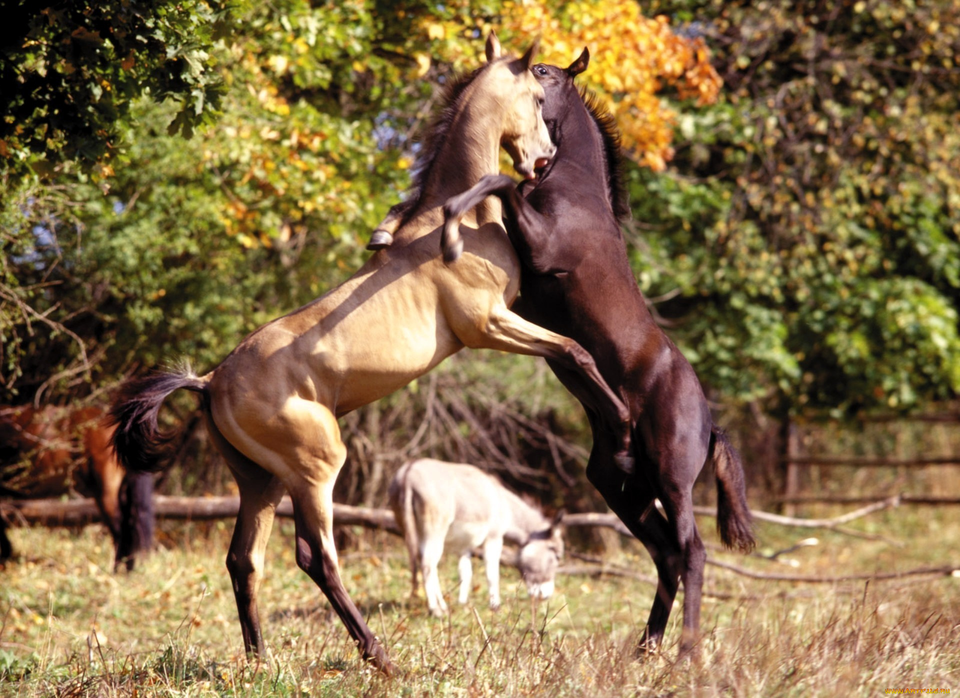 животные, лошади, жеребцы, драка, дыбы, загон, деревья