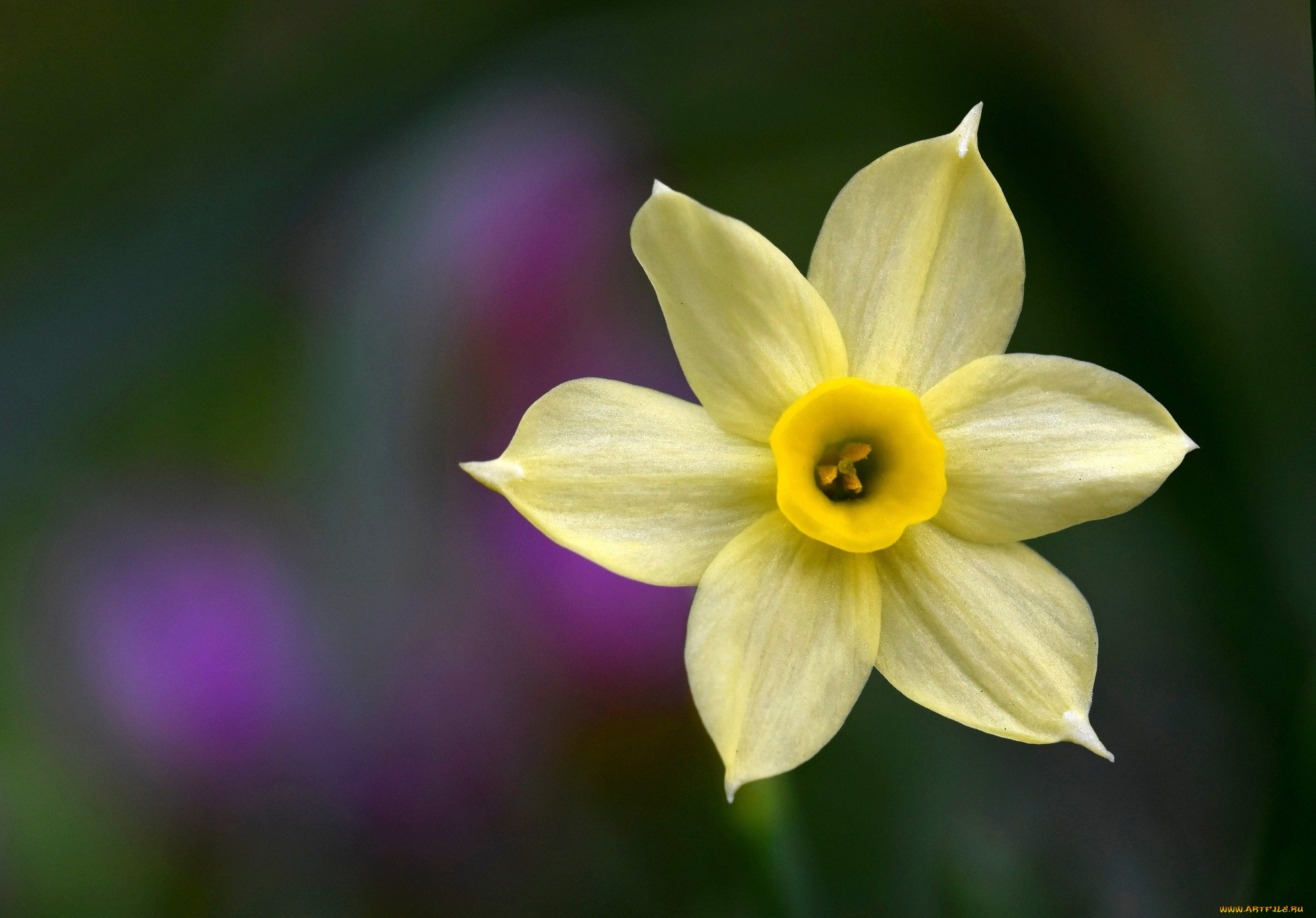 цветы, нарциссы, желтый, нарцисс, макро