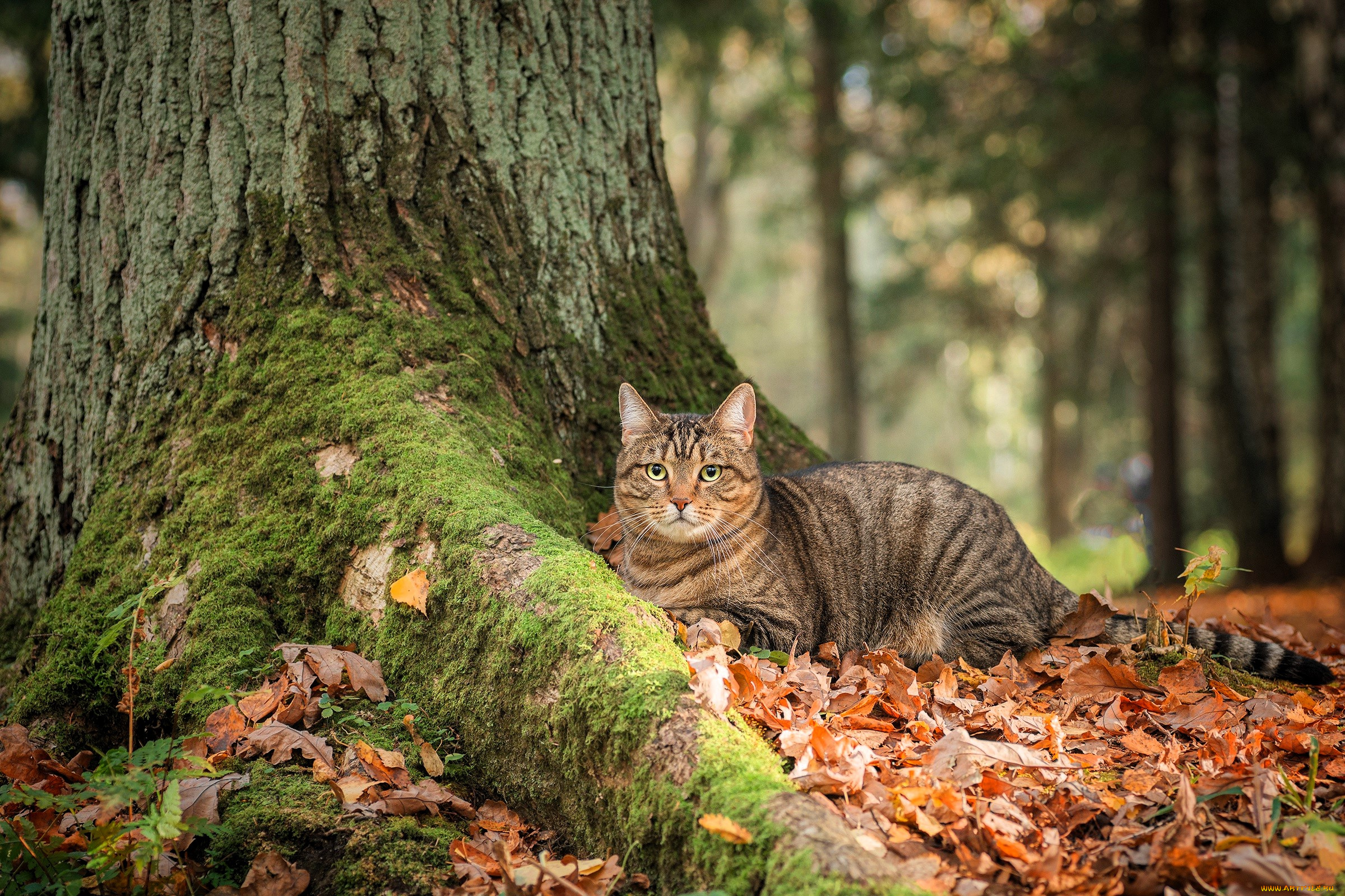 животные, коты, кот, листья, деревья, осень, мох, лес