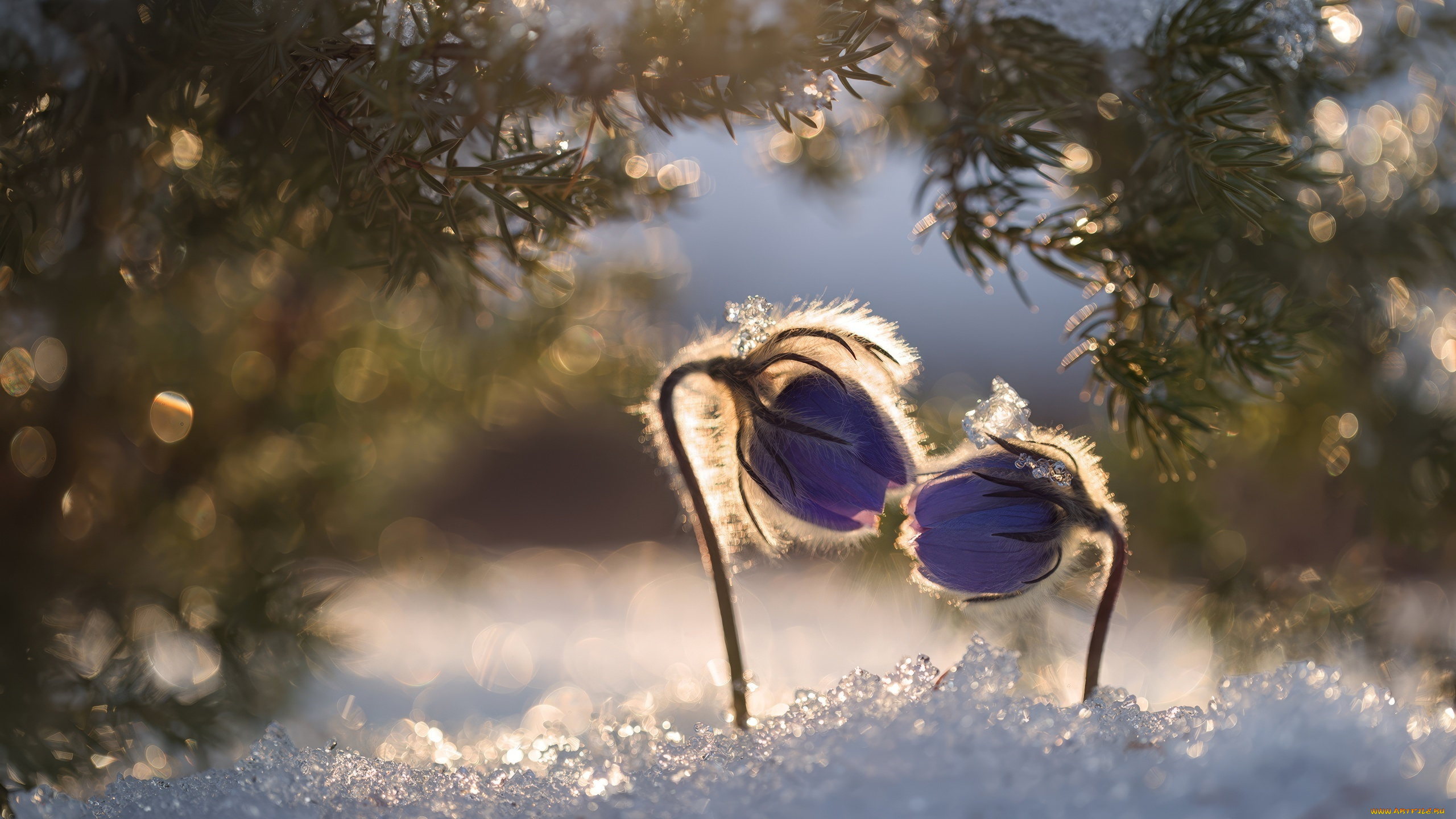 цветы, анемоны, , сон-трава