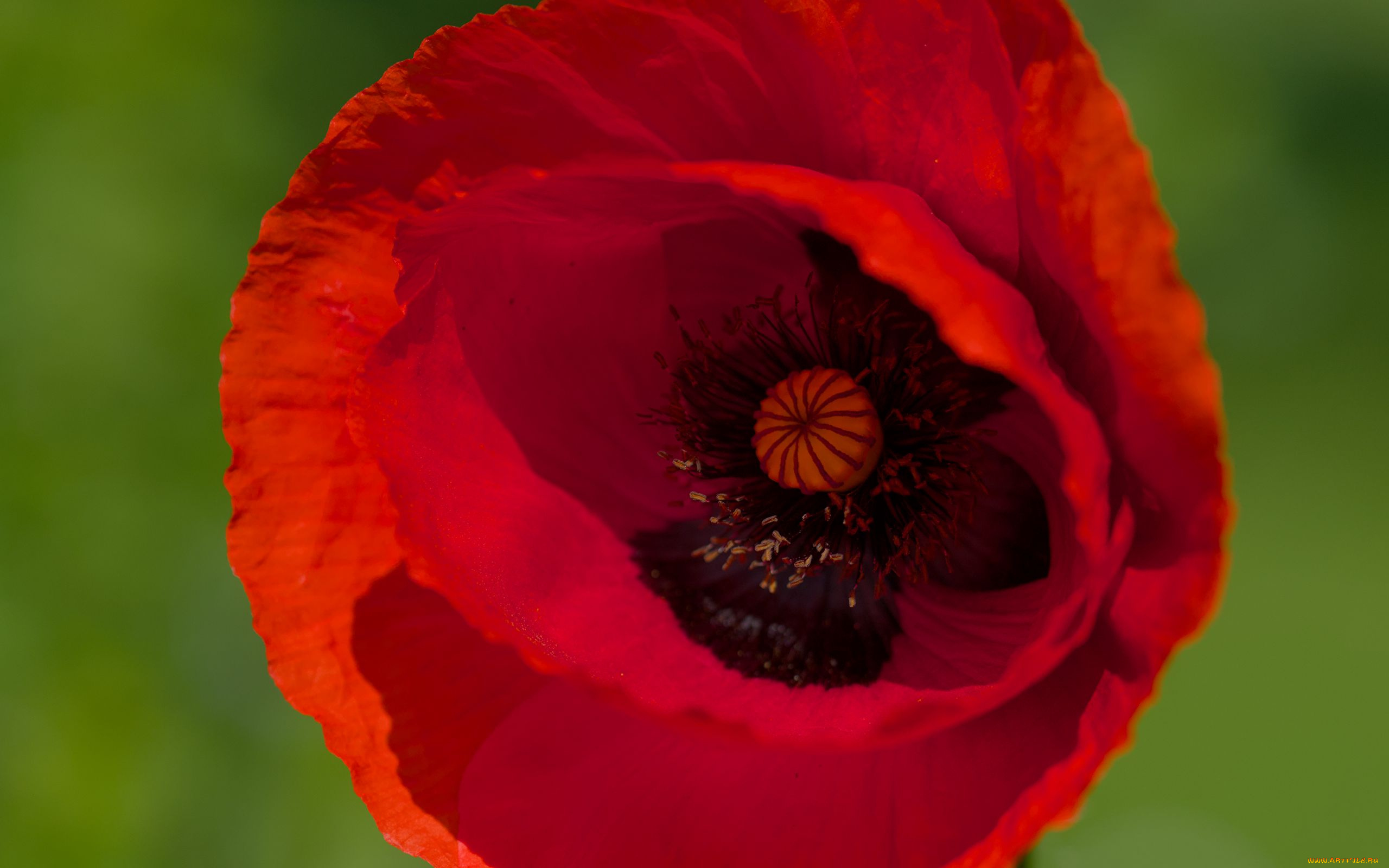 цветы, маки, алый, мак, макро