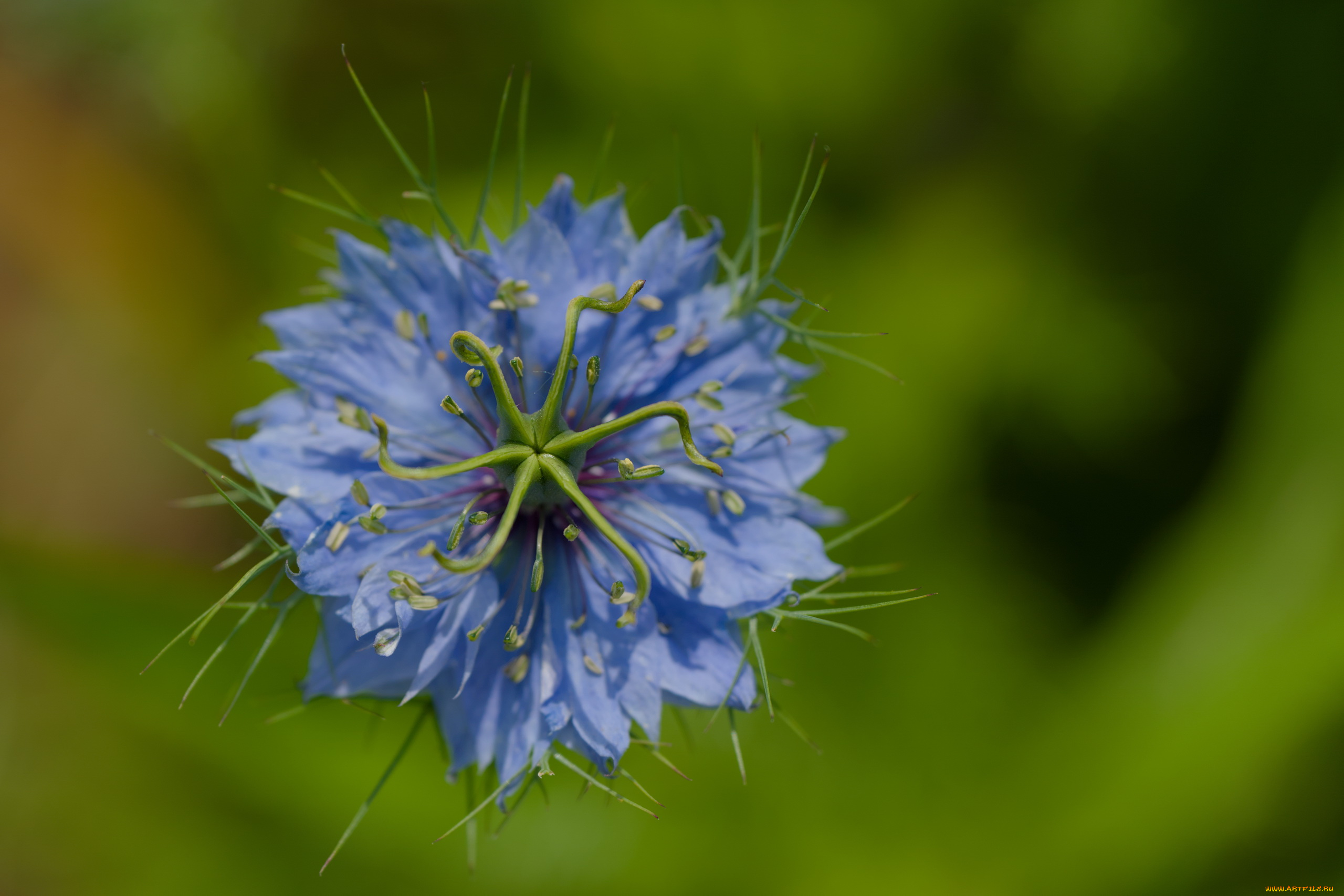 цветы, нигелла, голубая, макро