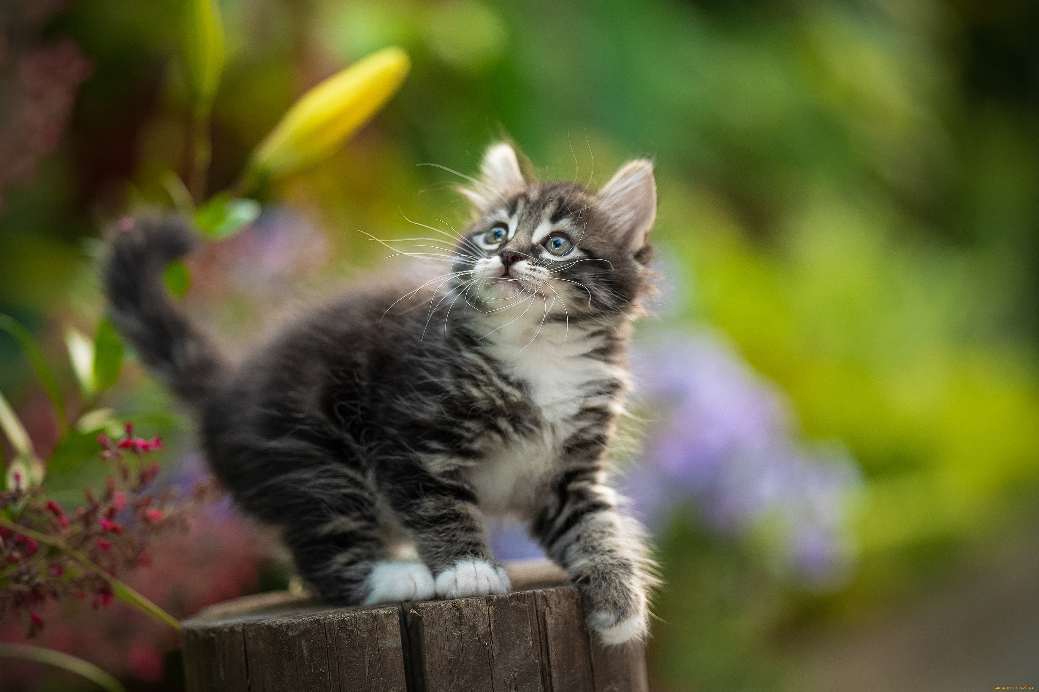 животные, коты, кот, кошка, котёнок