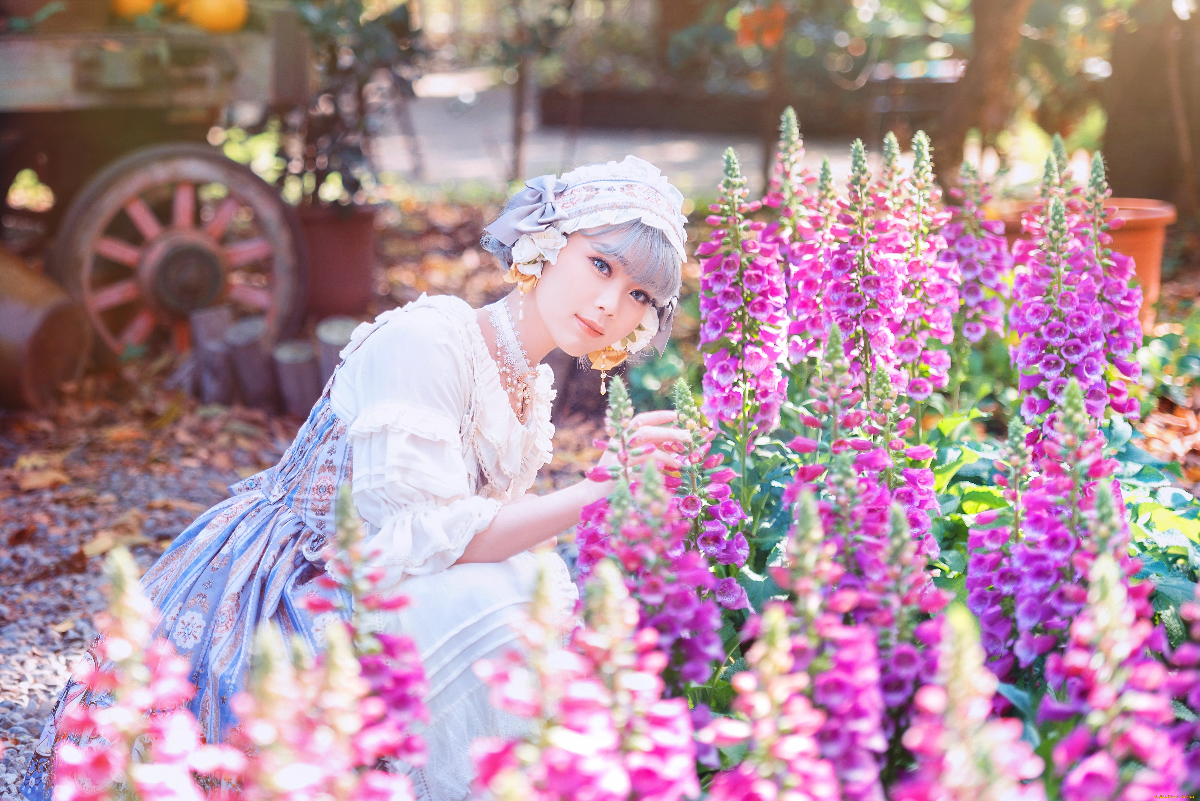 девушки, -, азиатки, девушка