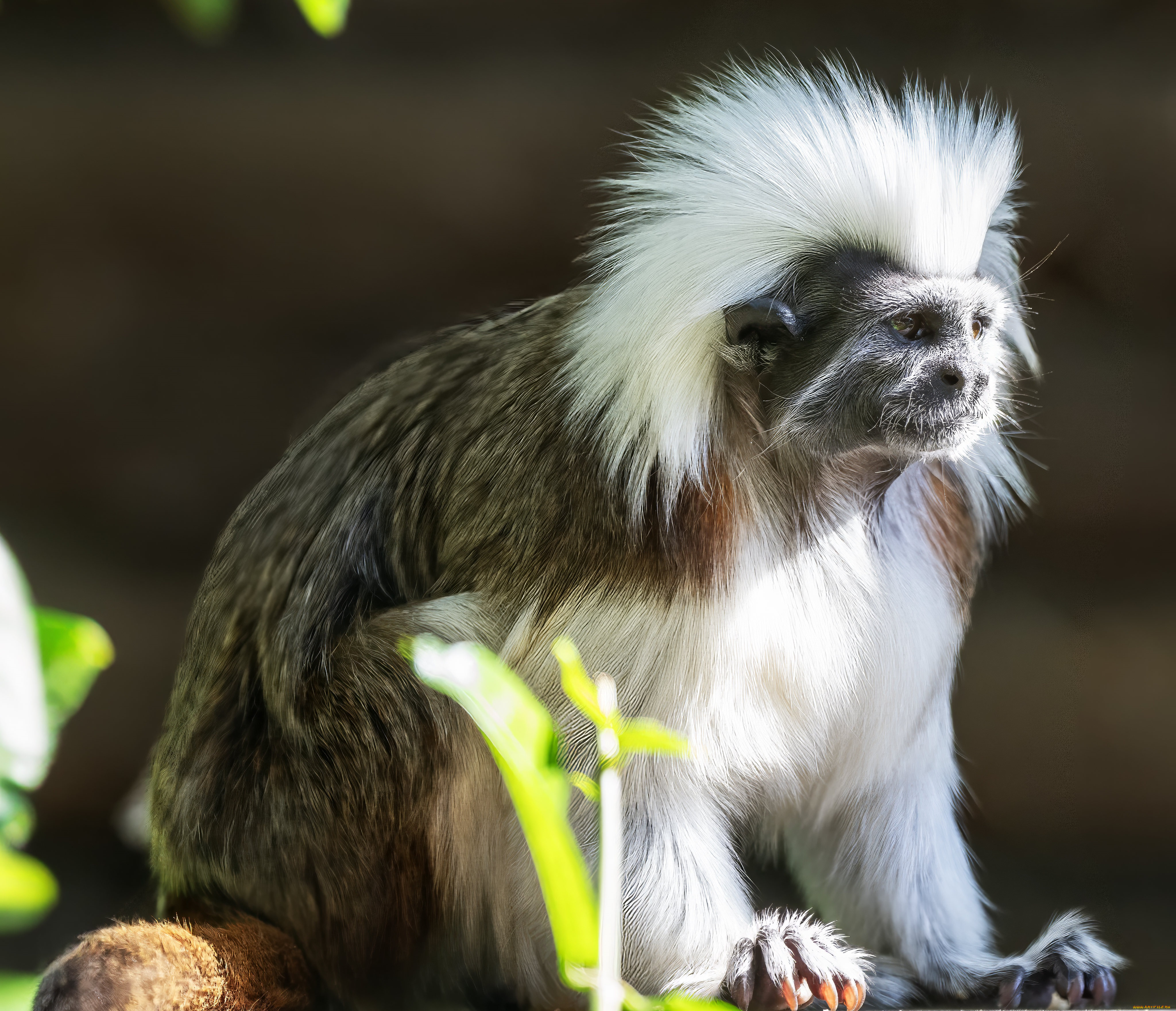 животные, обезьяны, эдипов, тамарин, saguinus, oedipus, краснорукий, пинче, обезьяна