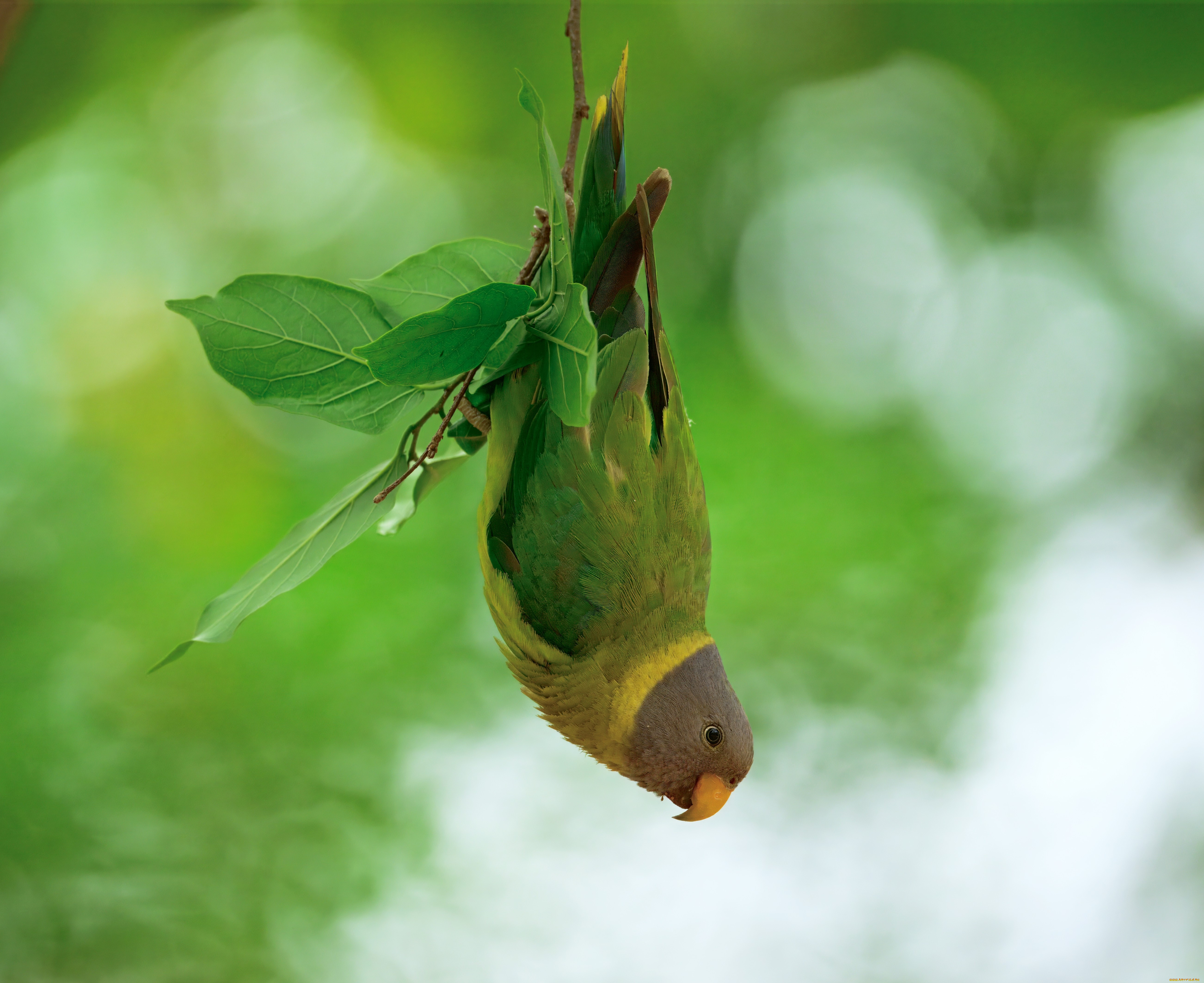 животные, попугаи, птица