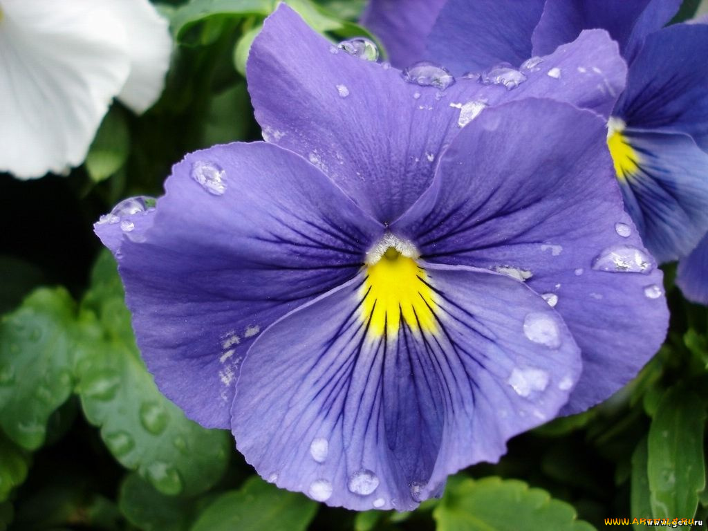 цветы, анютины, глазки, садовые, фиалки