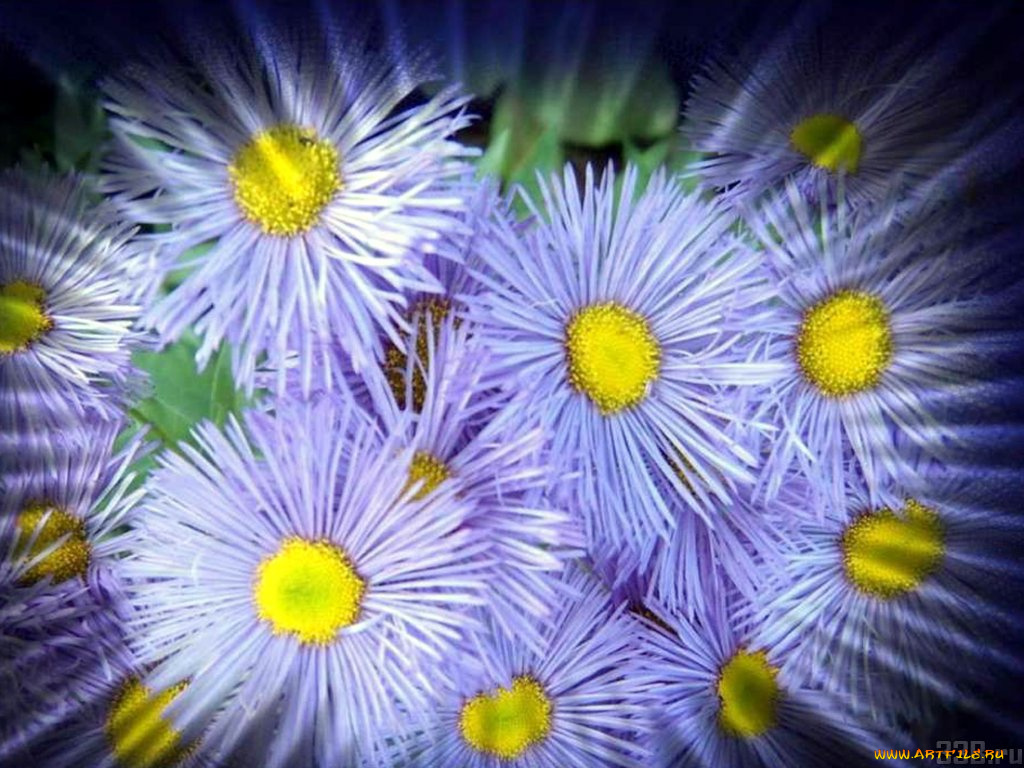 цветы, астры