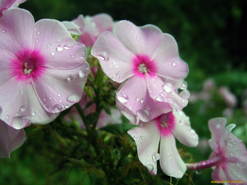 цветы, флоксы